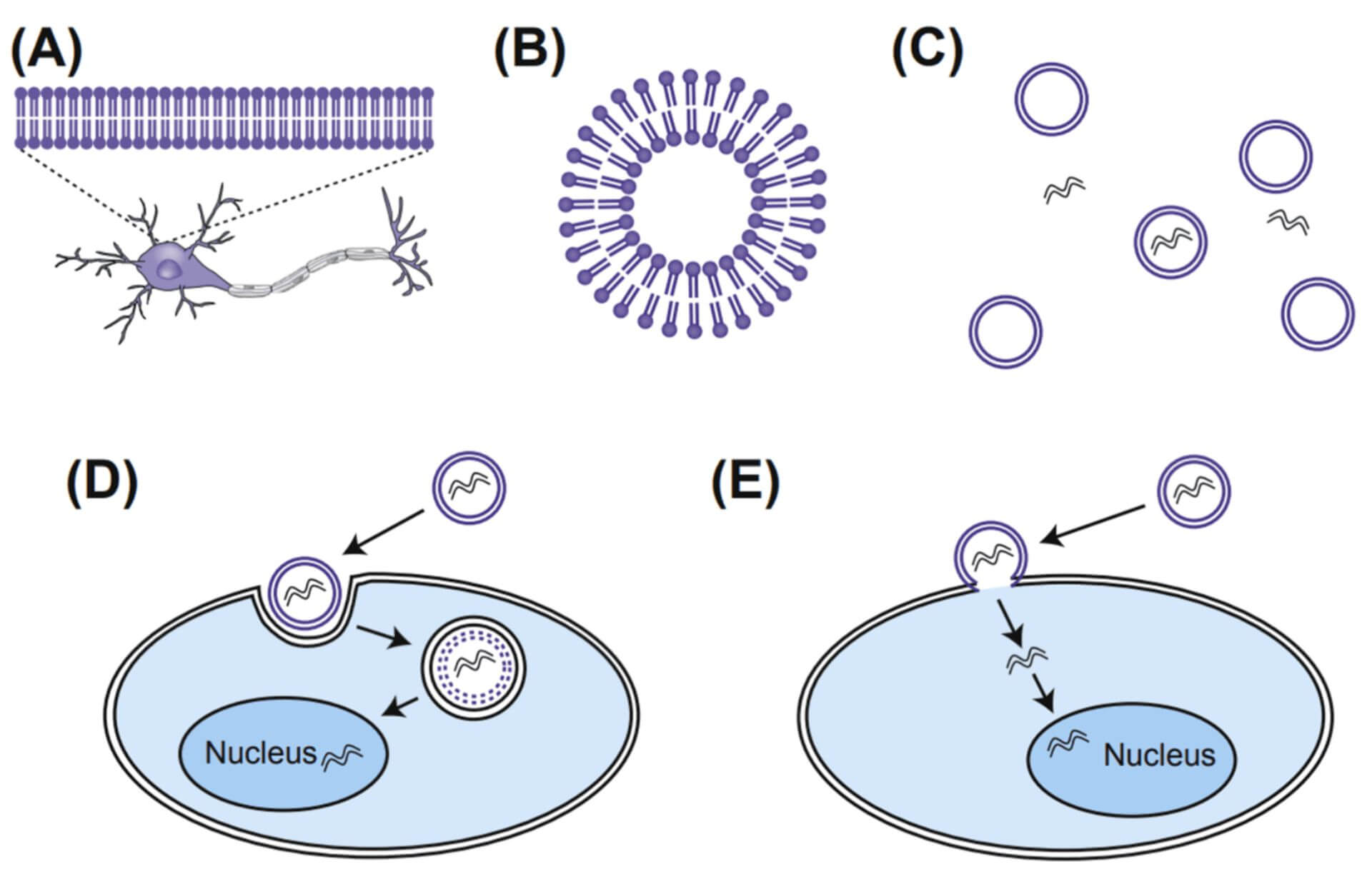 Liposome-Mediated Transfection