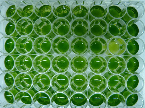 Chlamydomonas reinhardtii - eine einzellige Grünalge: Test auf erfolgreiche Integration fremder Geninformation für die Herstellung eines potentiellen AIDS-Impfstoffs. © Rouhollah Barahimipour