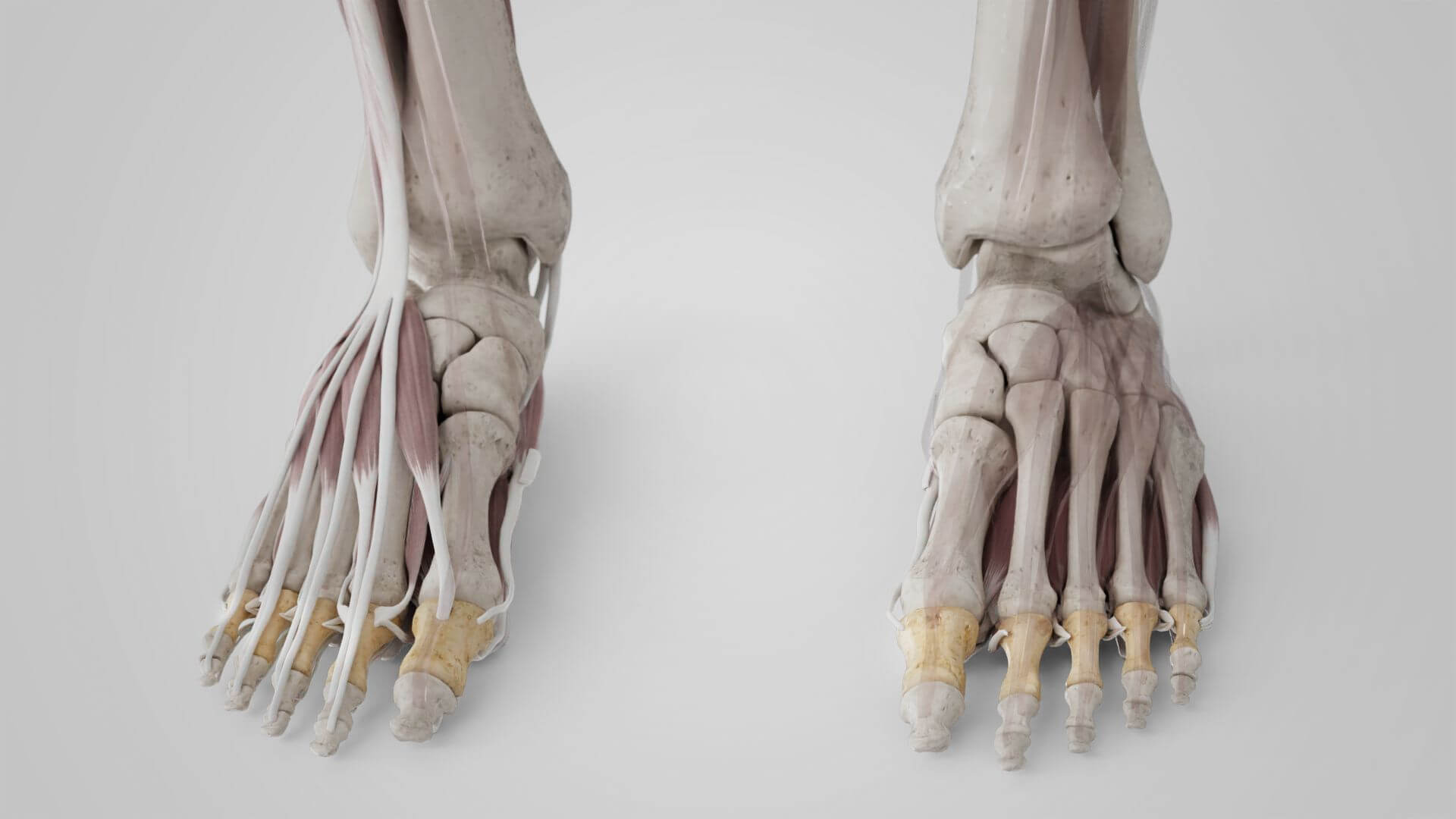 Phalanx proximalis - Fuß