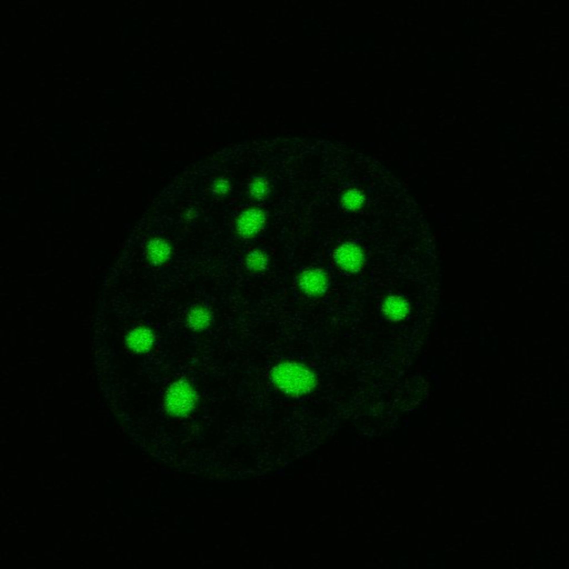 Mus musculus (Nuclear chromatin) - CIL:8042