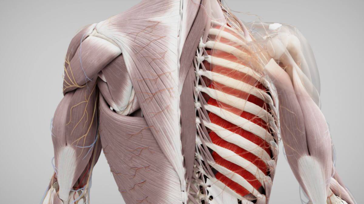 Musculi intercostales intimi