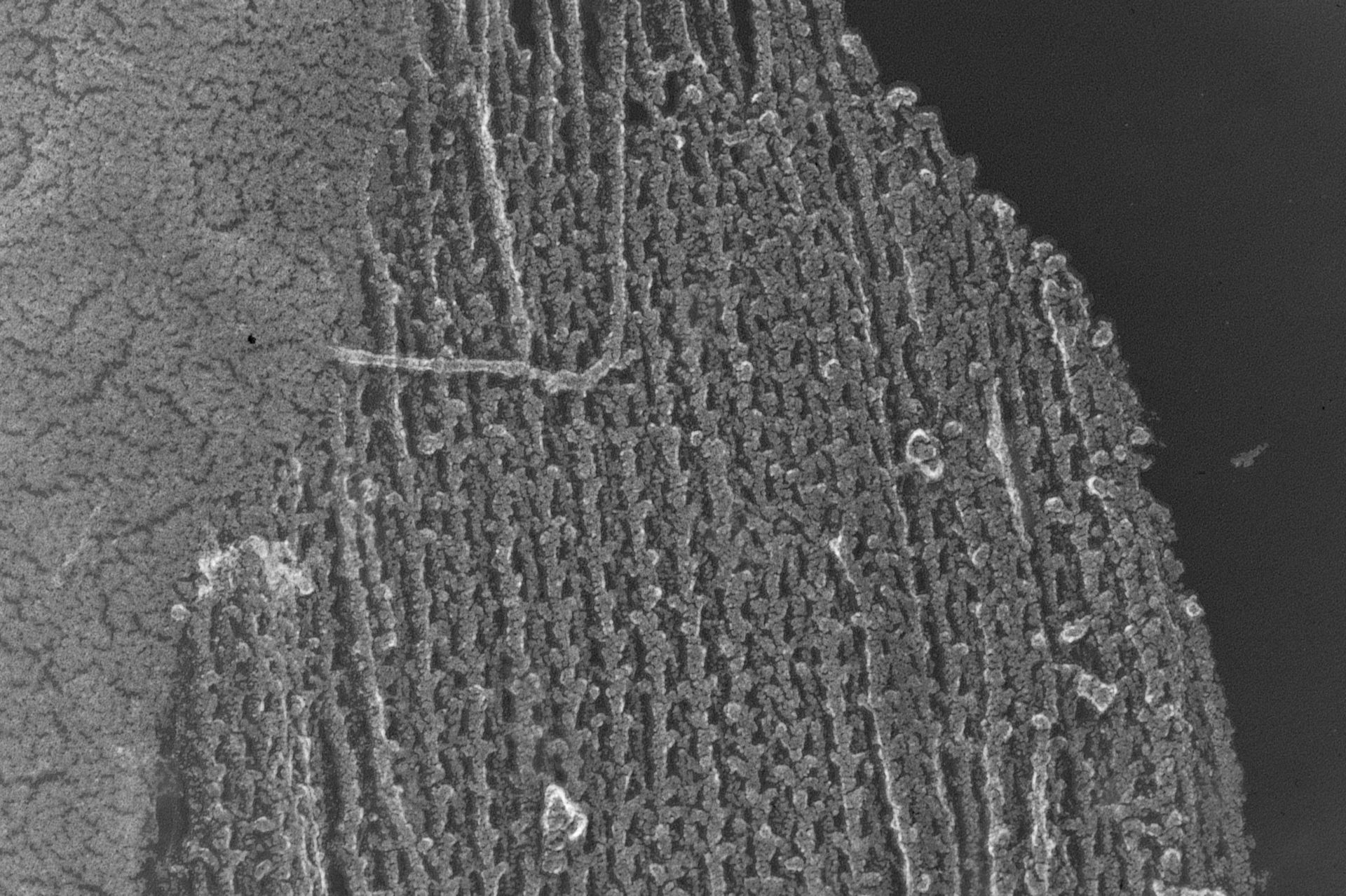 Oryctolagus cuniculus (Cytoskeleton) - CIL:6558