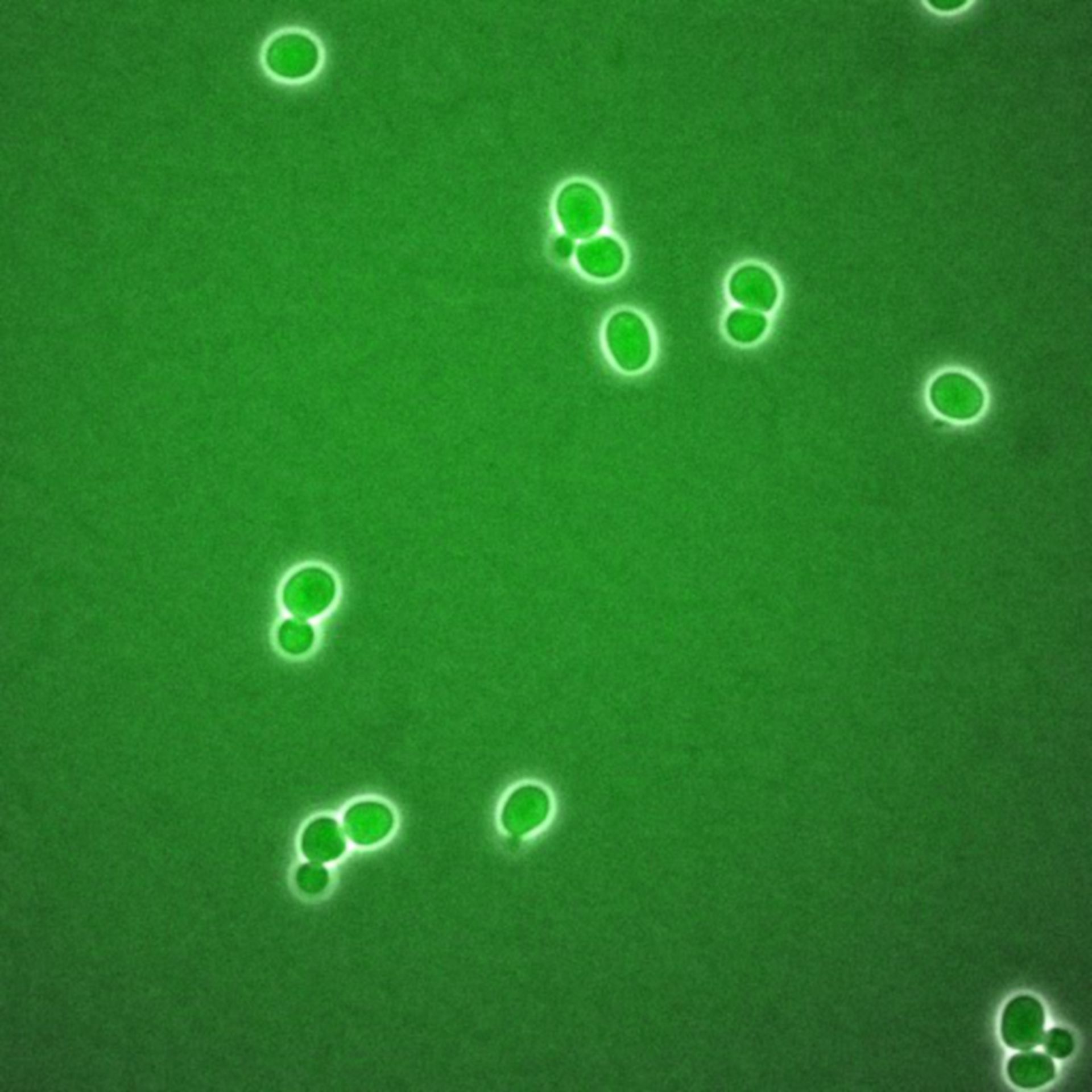 Saccharomyces cerevisiae (BCK2 protein) - CIL:35798