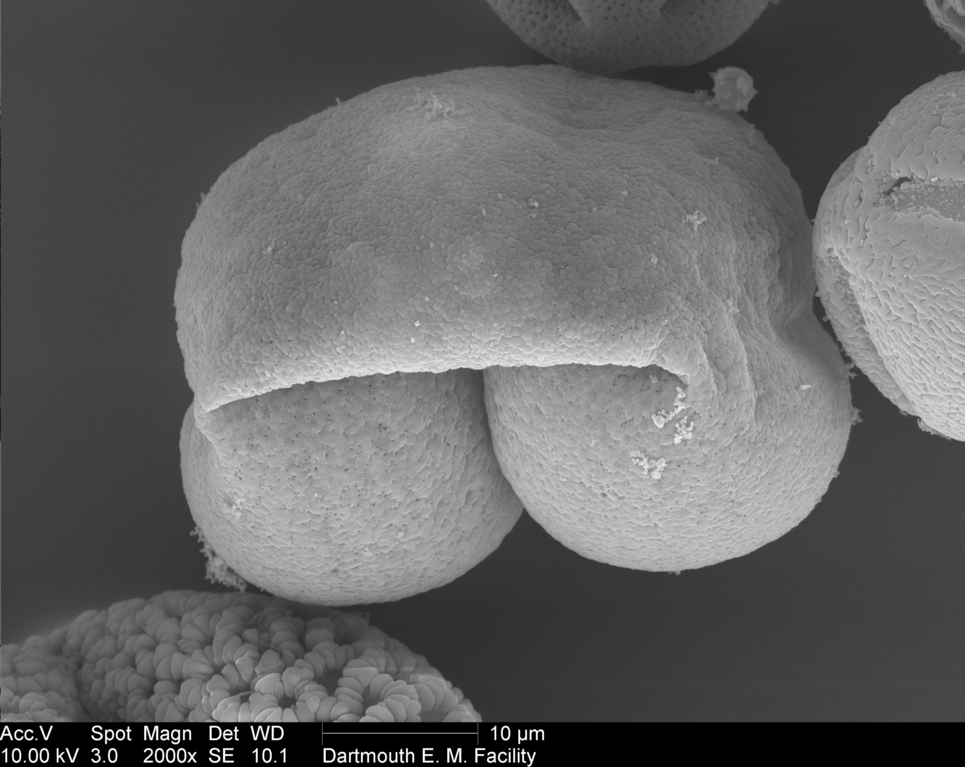 Pinaceae (Pollen wall) - CIL:40291
