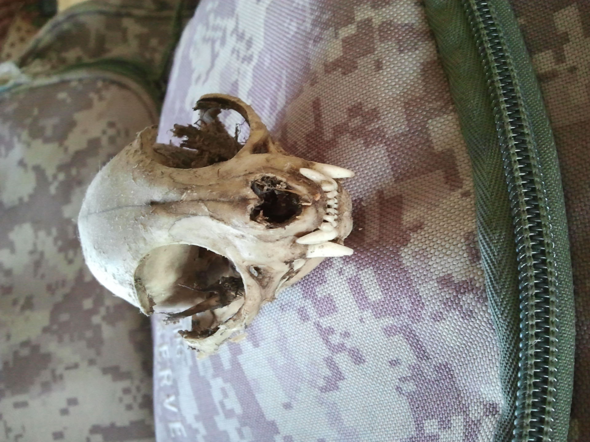 Animal skull frontally 1