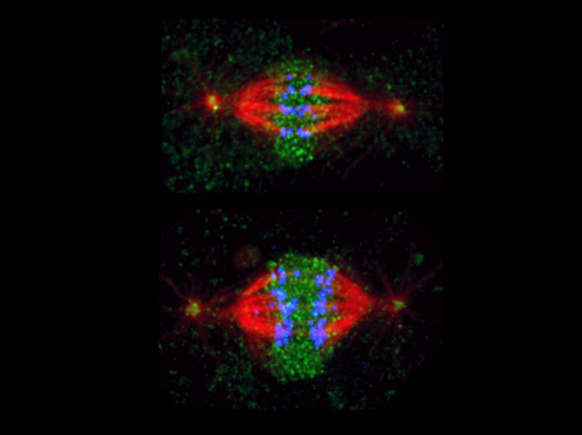 Drosophila melanogaster (Nuclear chromosome) - CIL:191