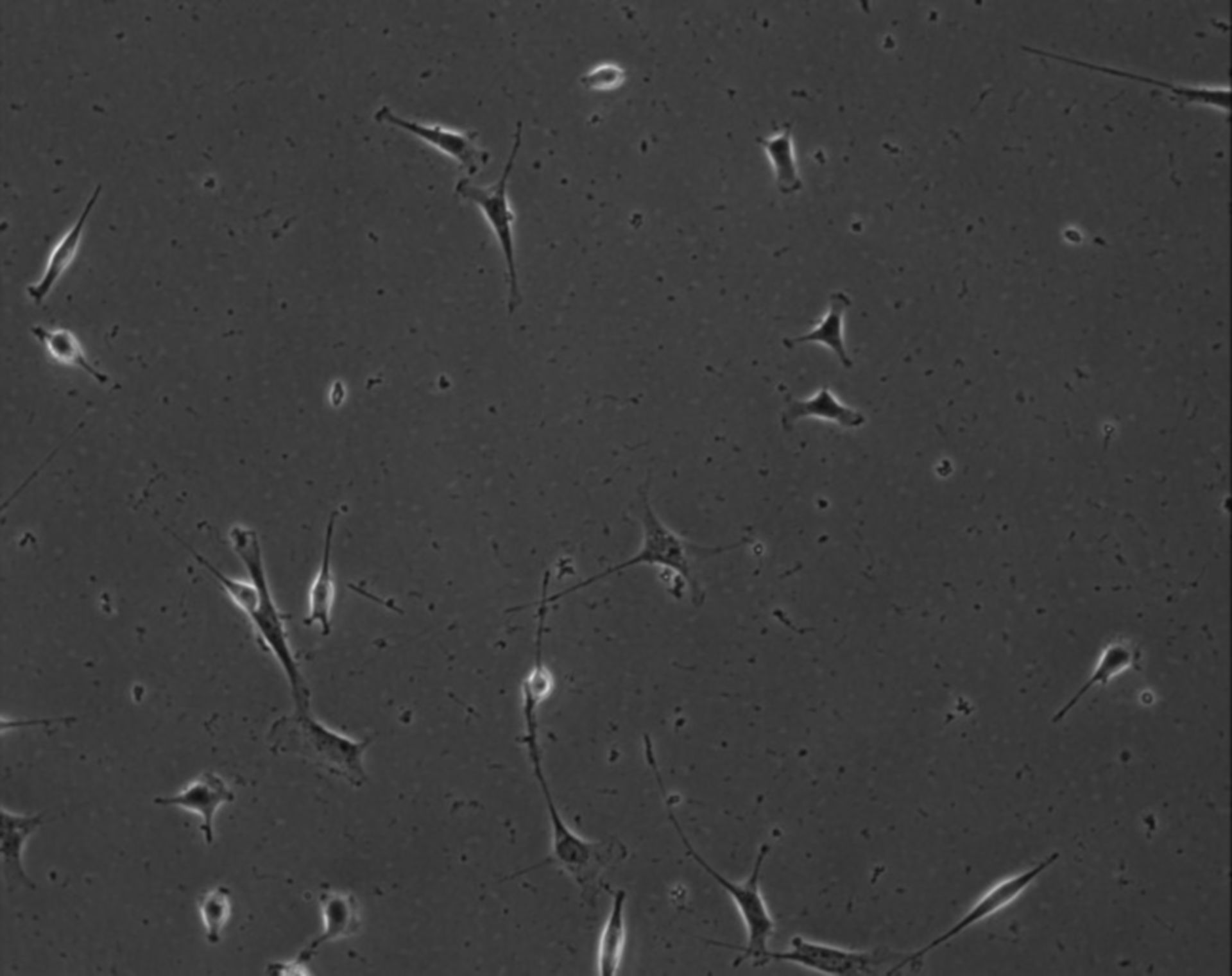 Mus musculus (Extracellular matrix part) - CIL:8876