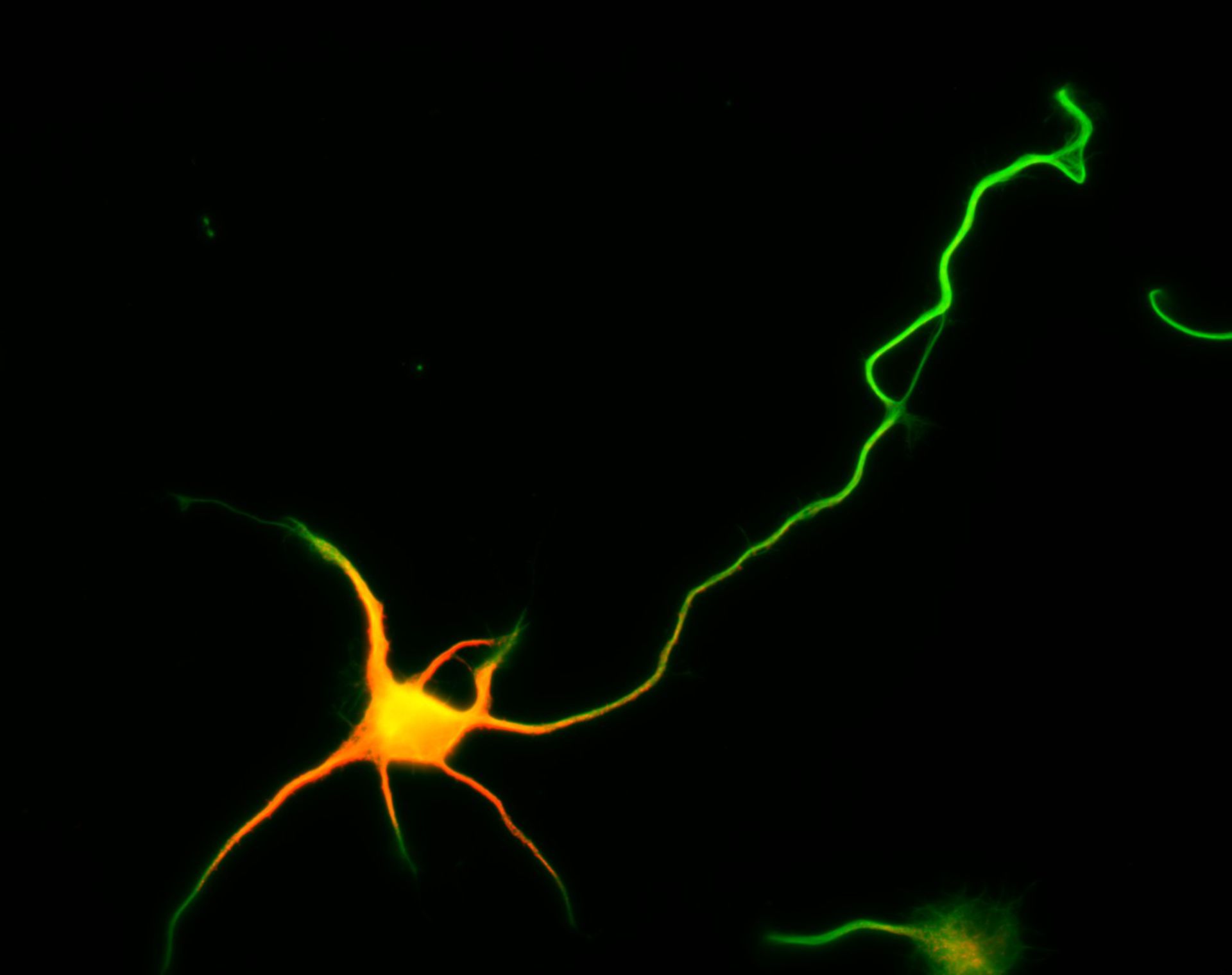 Rattus (Dendrite) - CIL:8476
