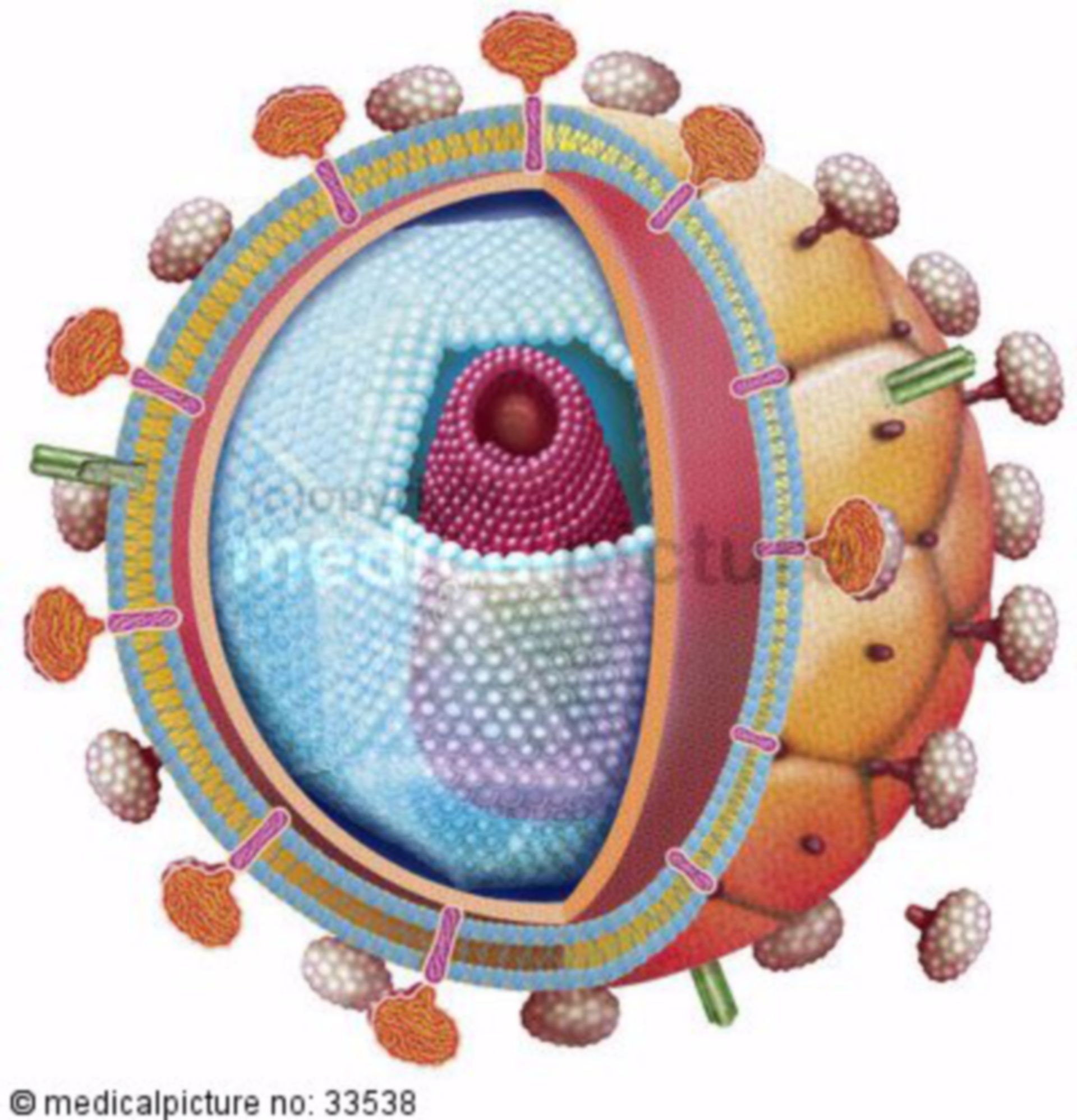 Aufbau des HI-Virus