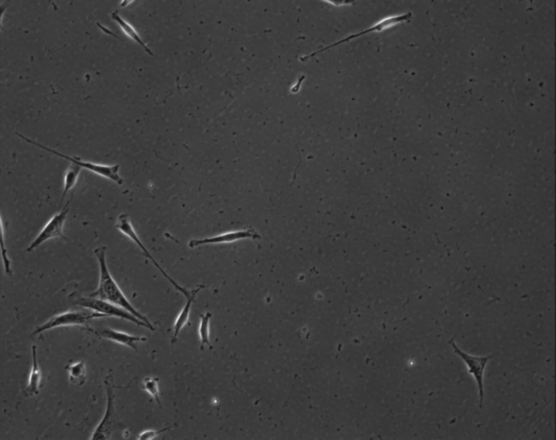 Mus musculus (Extracellular matrix part) - CIL:7844