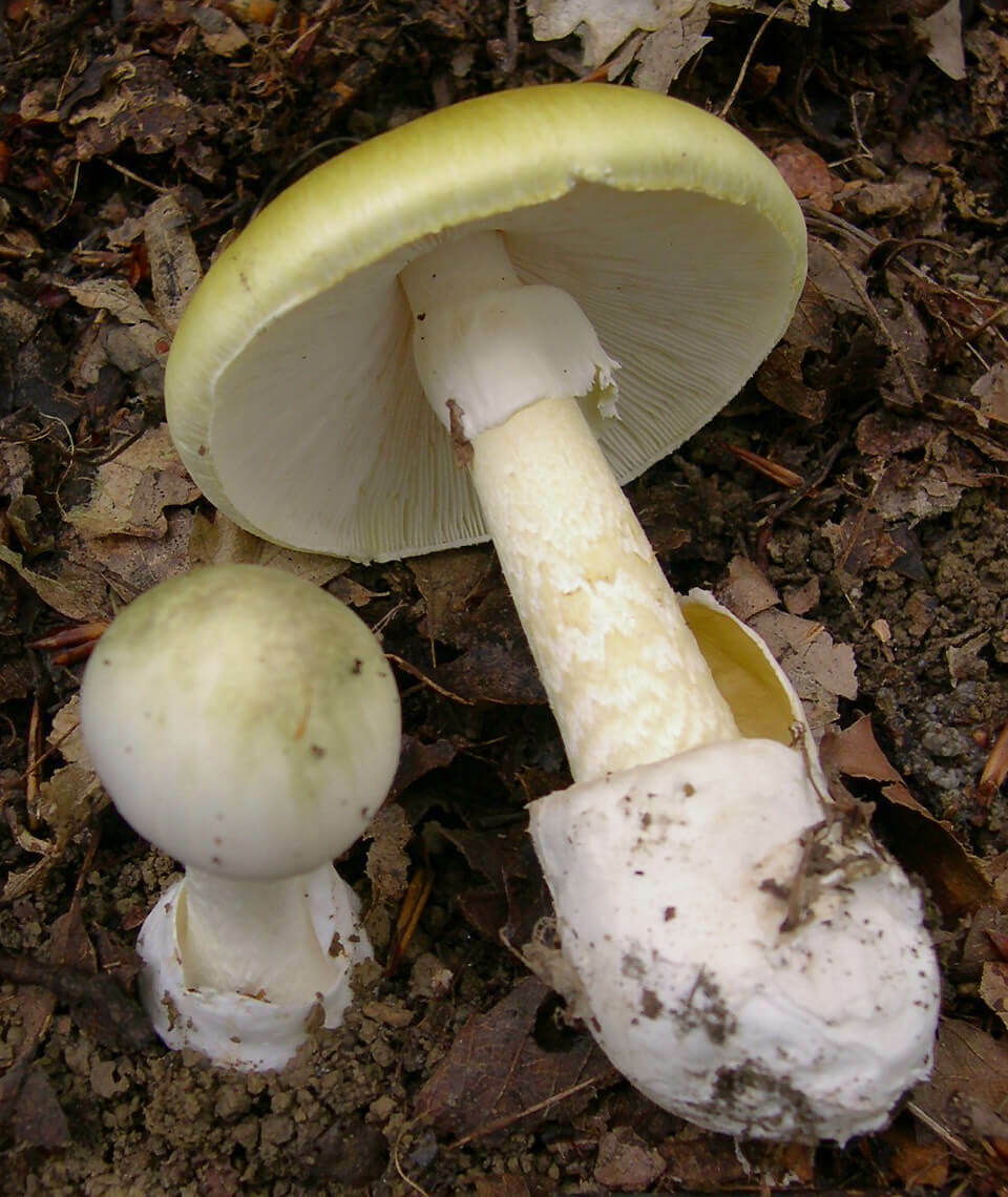 001_amanita_phalloides_crop_original_original.jpg