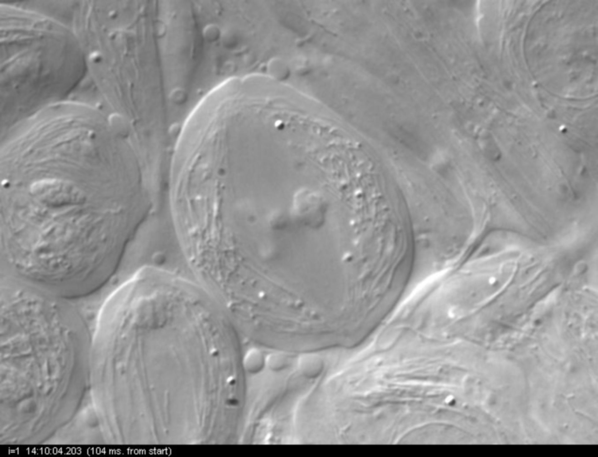 Nephrotoma suturalis (Nuclear chromosome) - CIL:10728