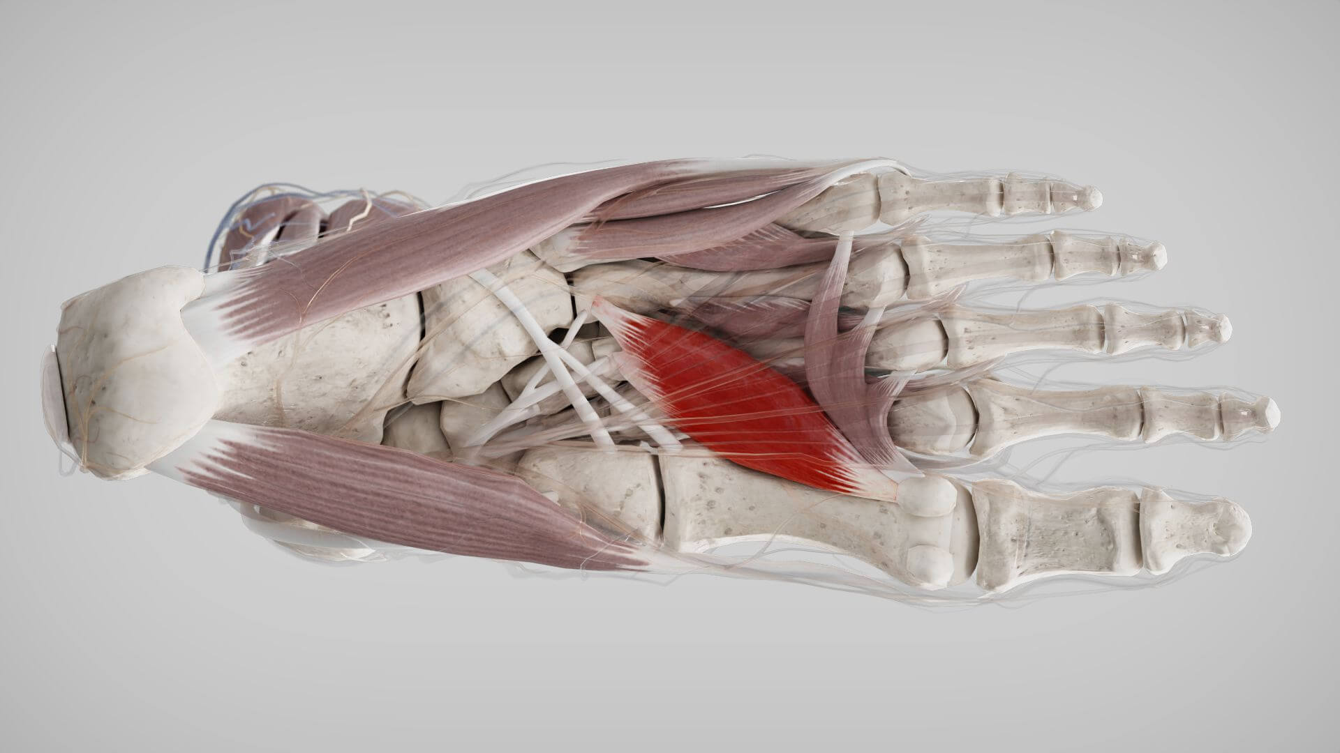 Musculus adductor hallucis – Caput obliquum