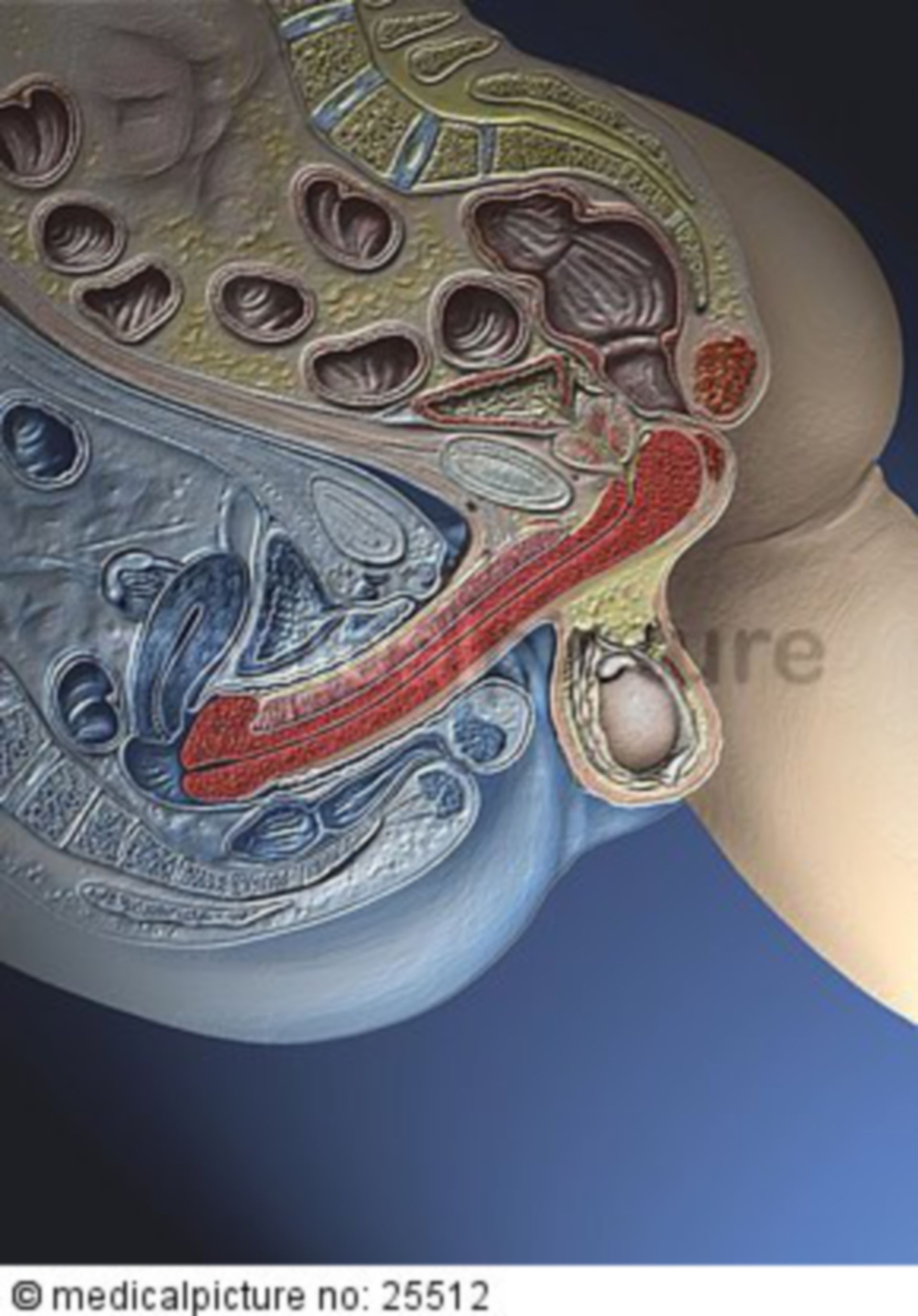 Sagittal section during intercourse (transparent)