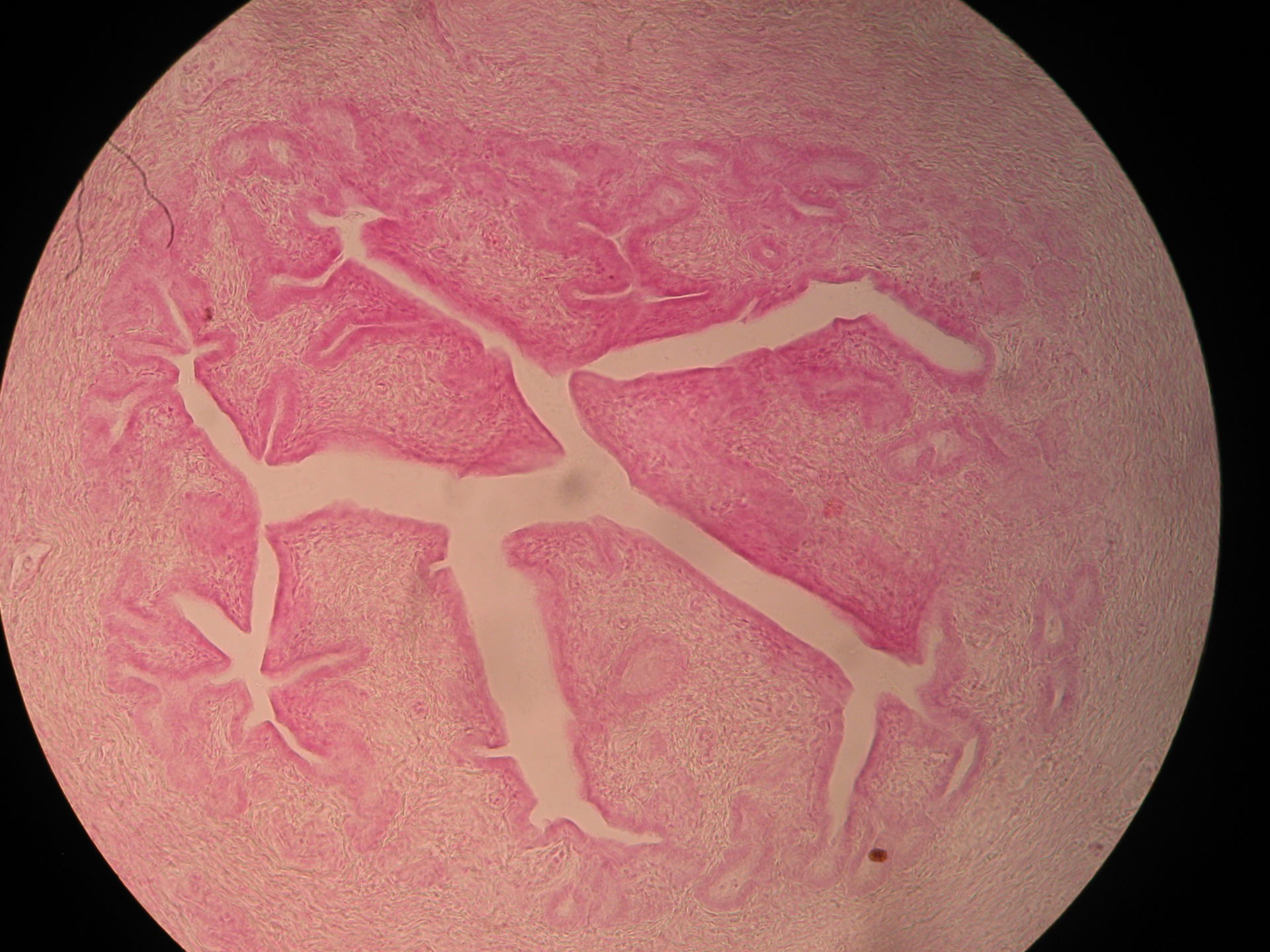 Overview of ovary (cat)