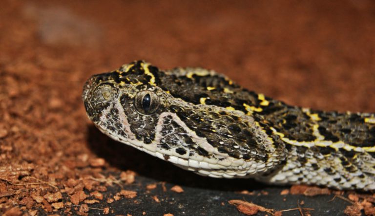 Bitis arietans - DocCheck