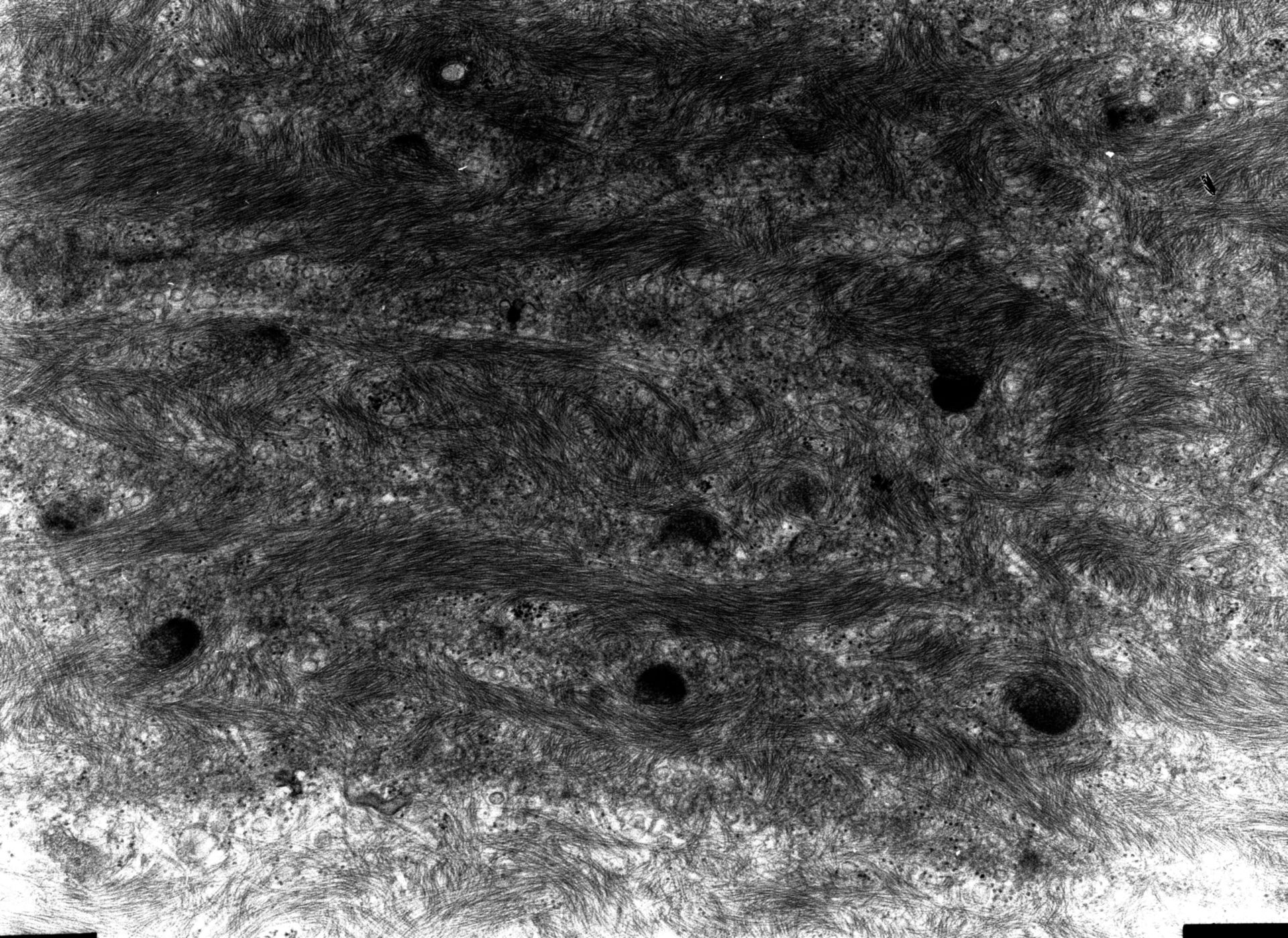 Rana catesbeiana (Plasma membrane) - CIL:10431