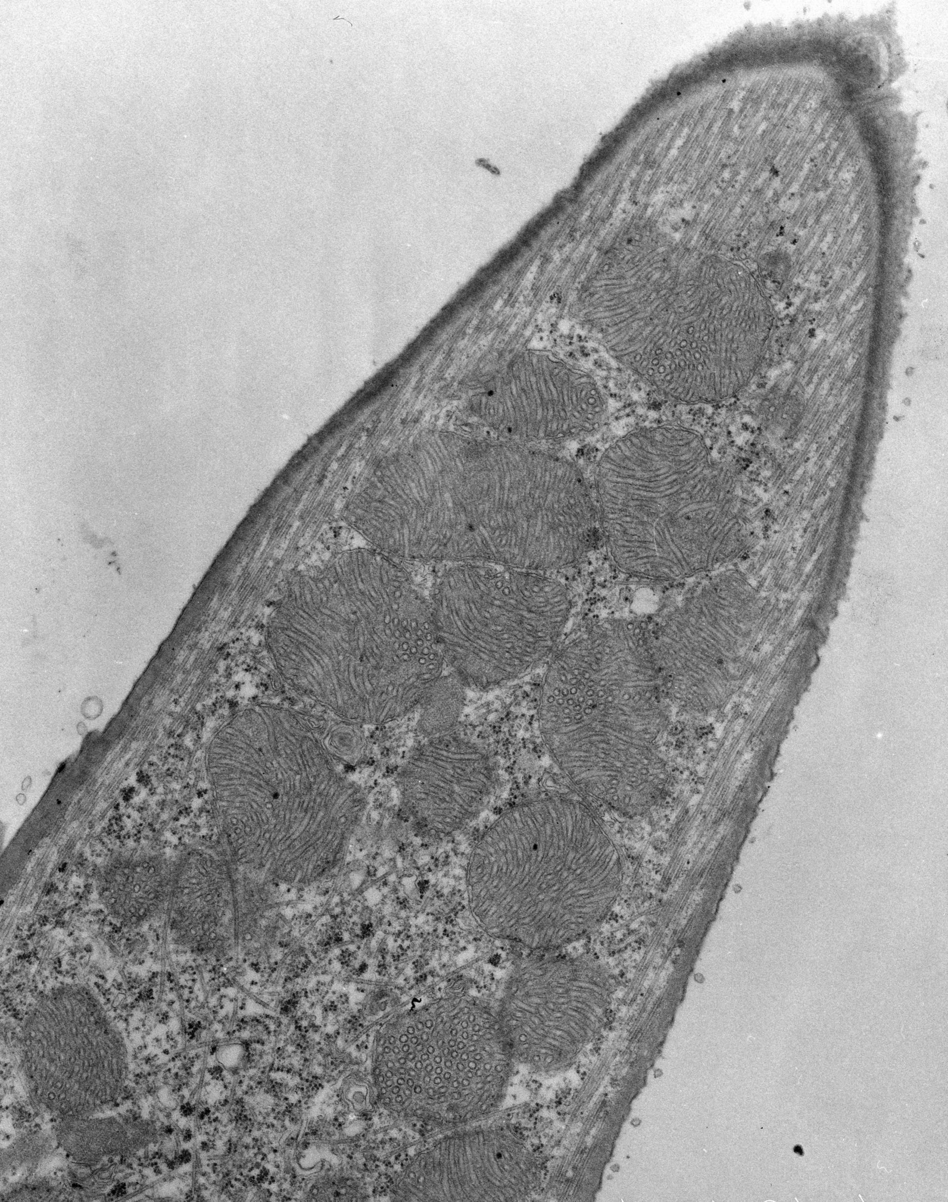 Euplotes sp. (Plasma membrane) - CIL:9707