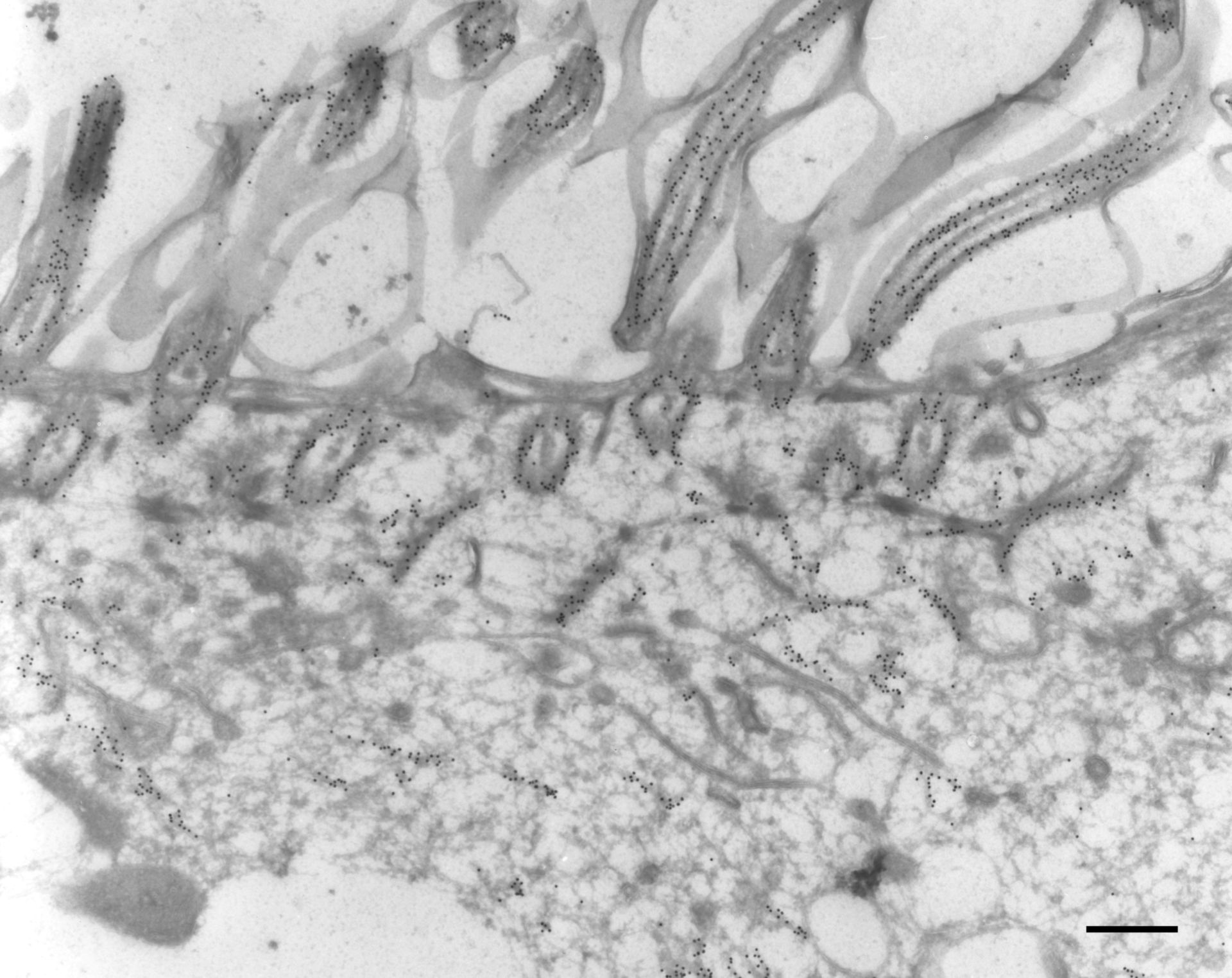 Paramecium tetraurelia (Axonemal microtubule) - CIL:9847