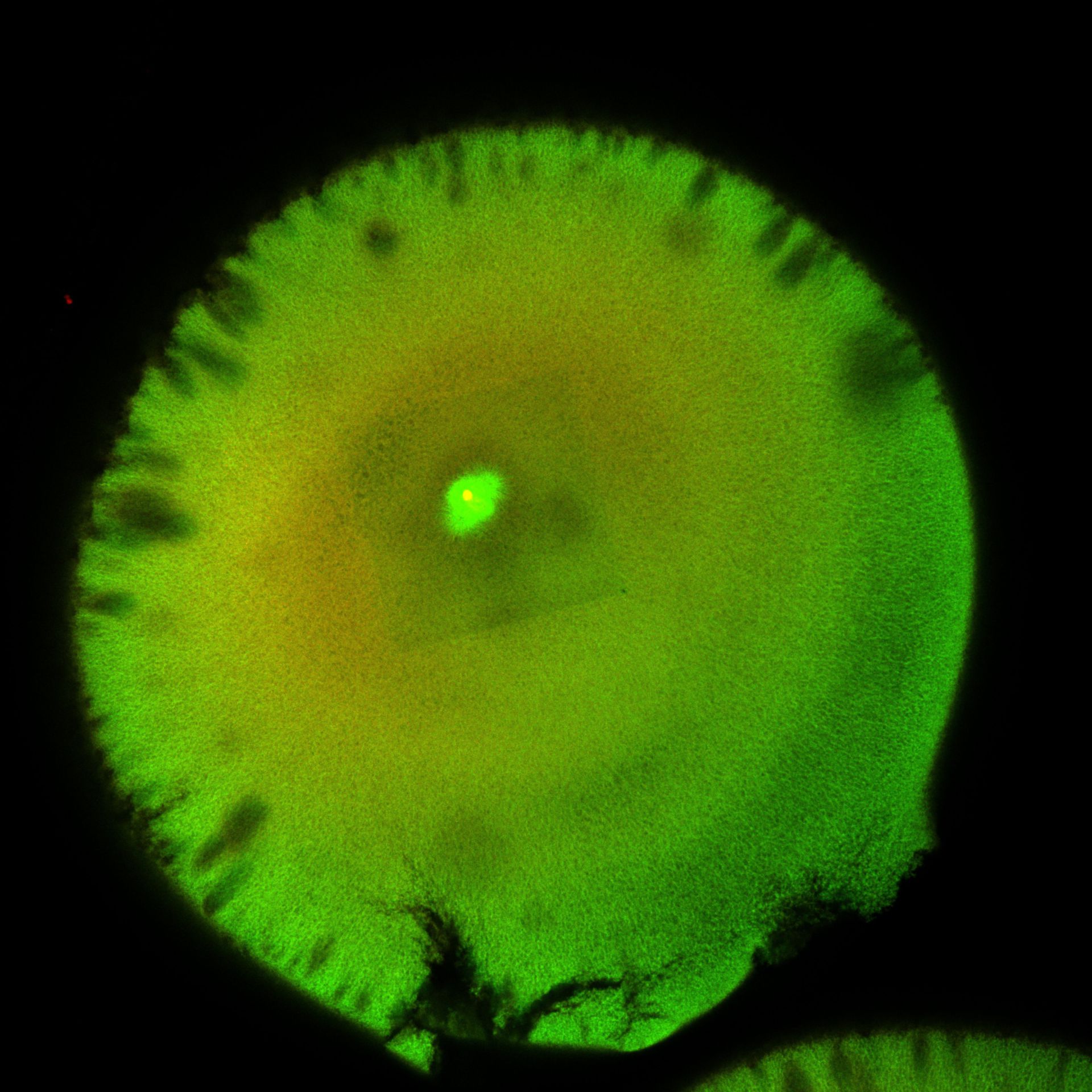 Xenopus laevis (DNA) - CIL:36543
