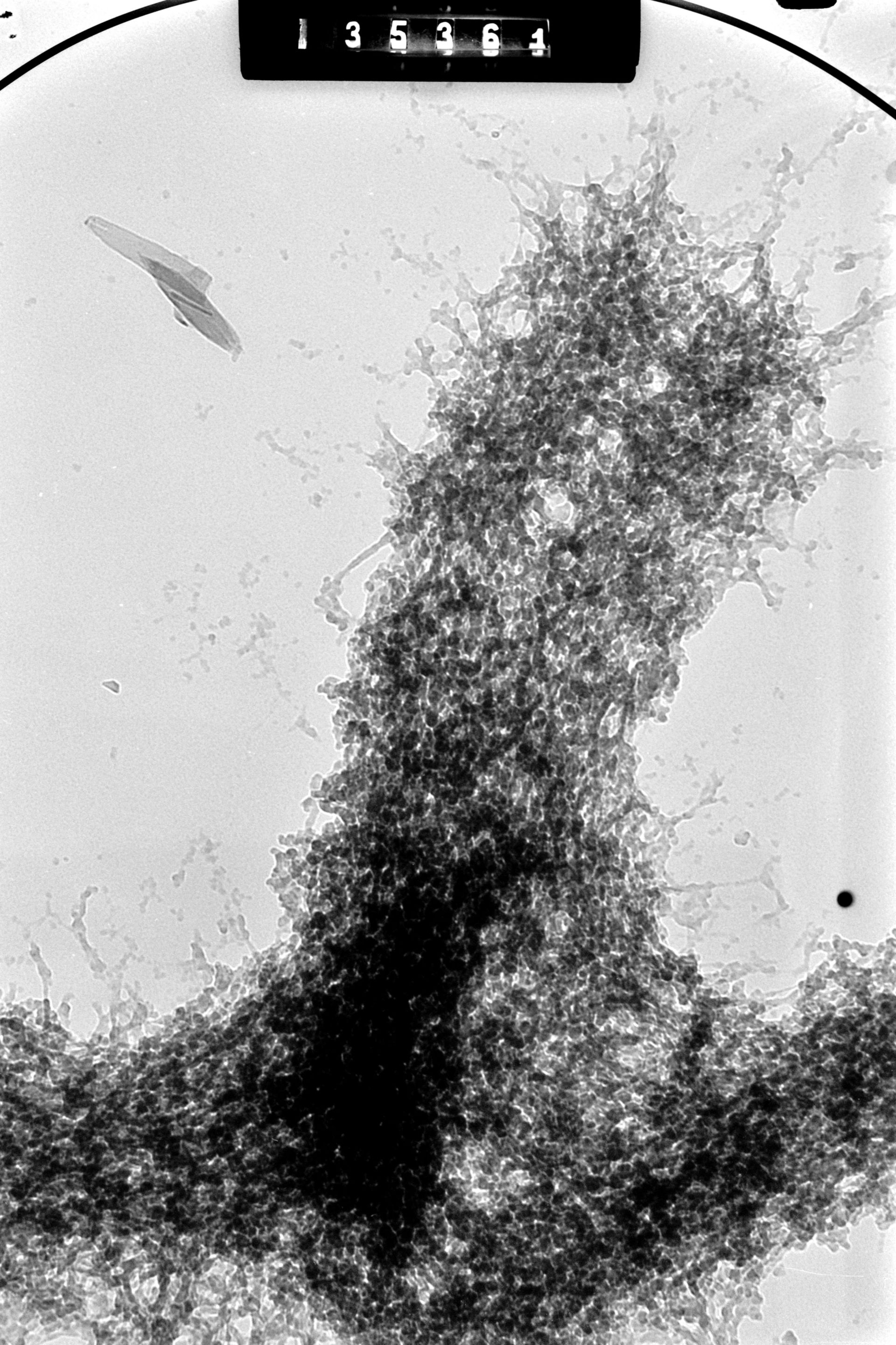 Cricetulus griseus (Nuclear chromosome) - CIL:41608