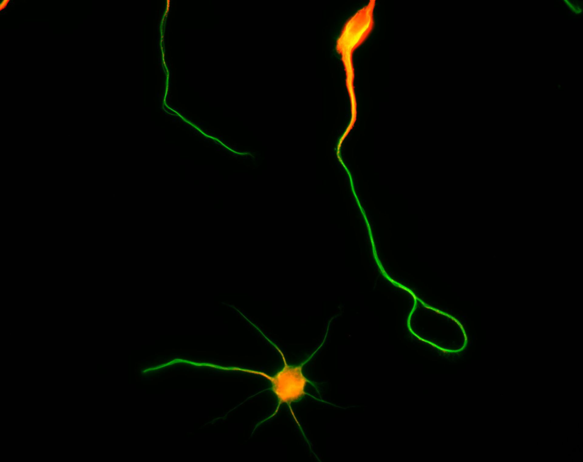 Rattus (Dendrite) - CIL:8456