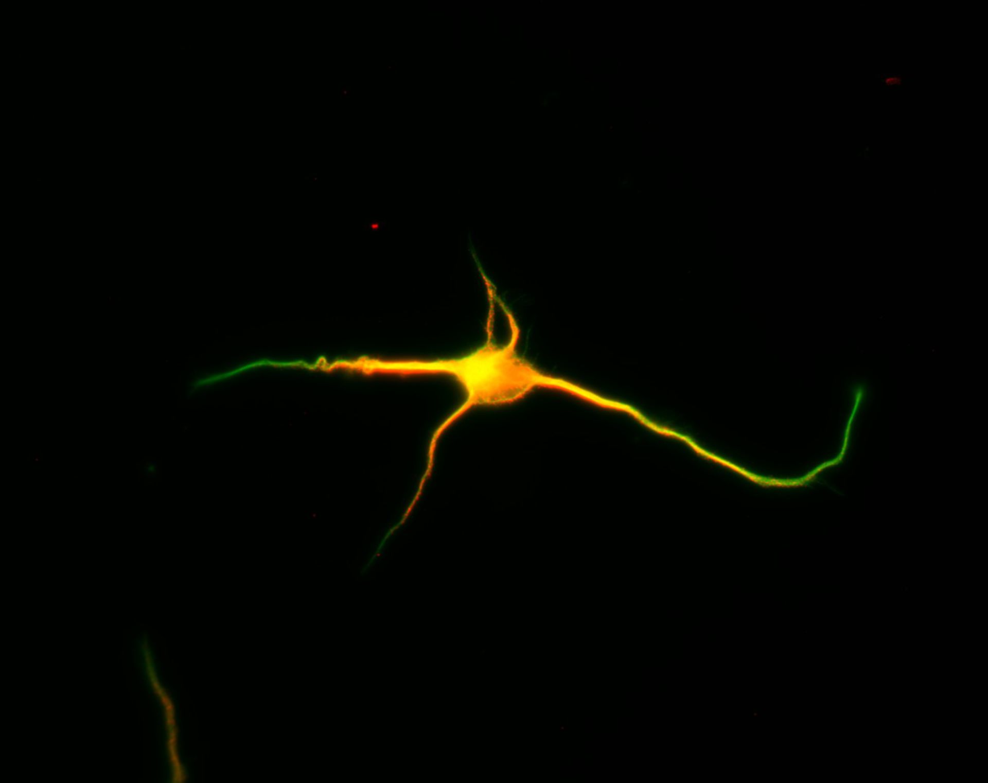 Rattus (Dendrite) - CIL:8463