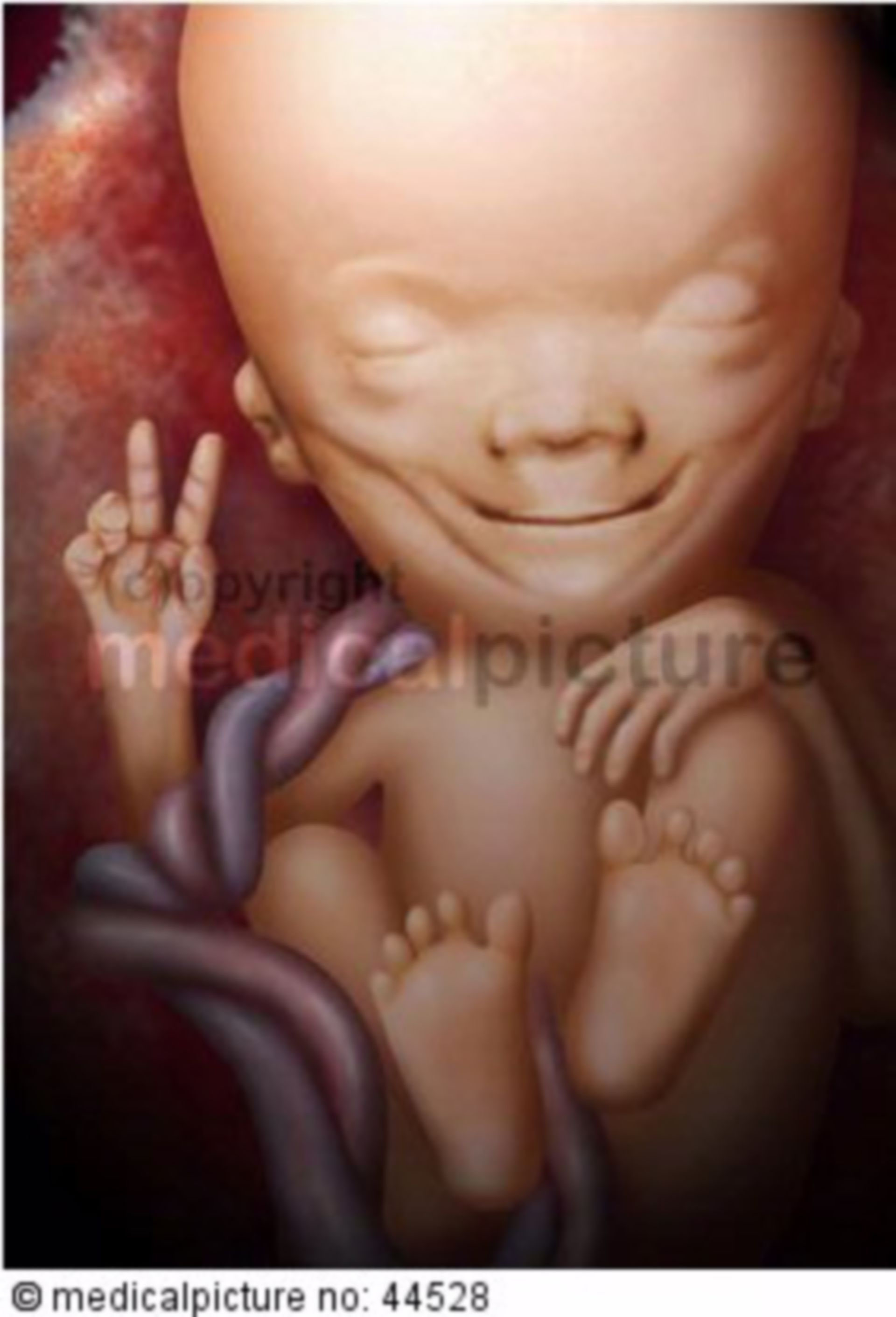 Fetus, 70 days old