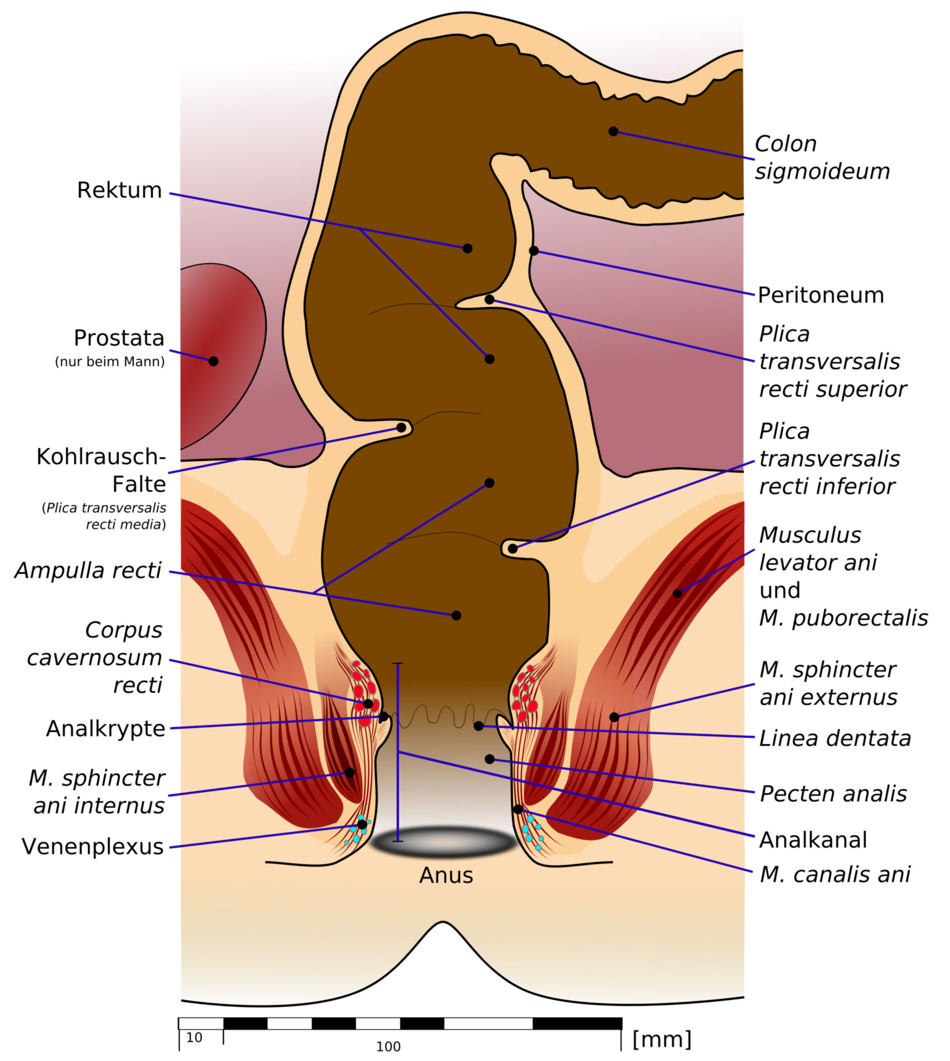 Anatomy of the rectum (schematic) (Hemorrhoids)