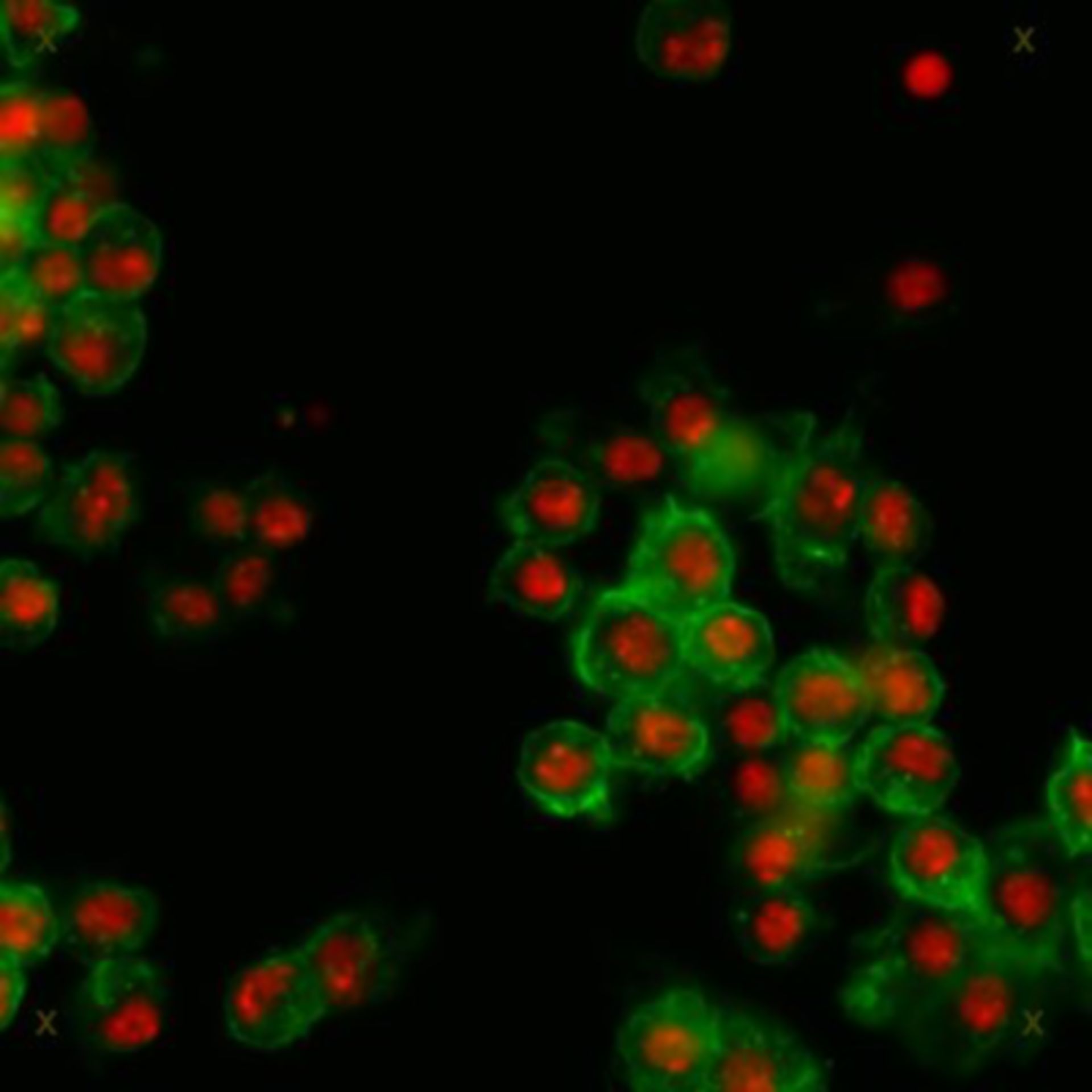 Drosophila melanogaster (Actin filament) - CIL:32142