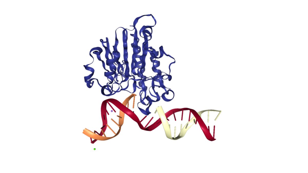 APE1 in Komplex mit DNA