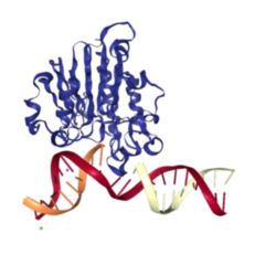 APEndonuklease 1 DocCheck Flexikon