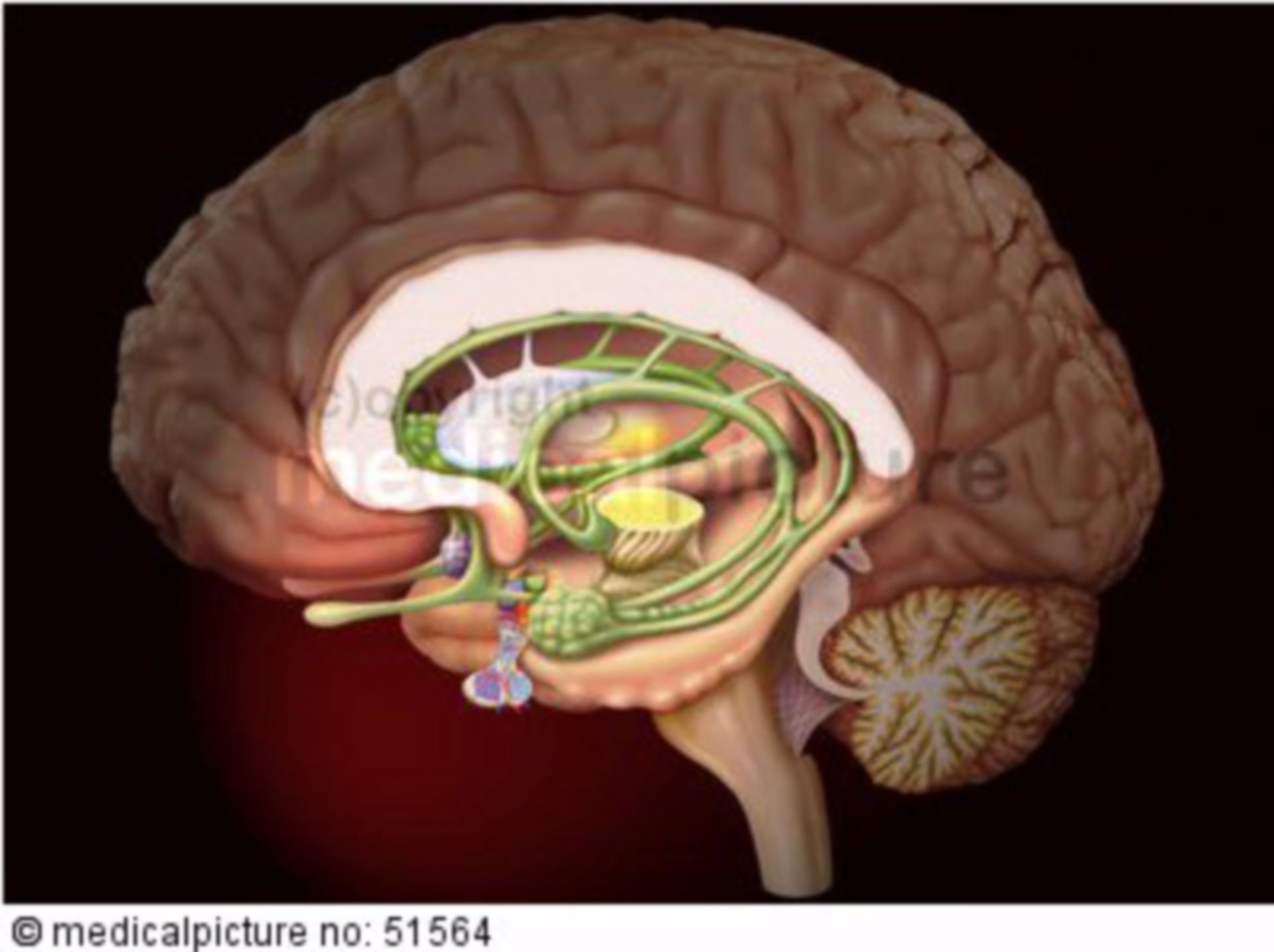 Right hemisphere of the brain