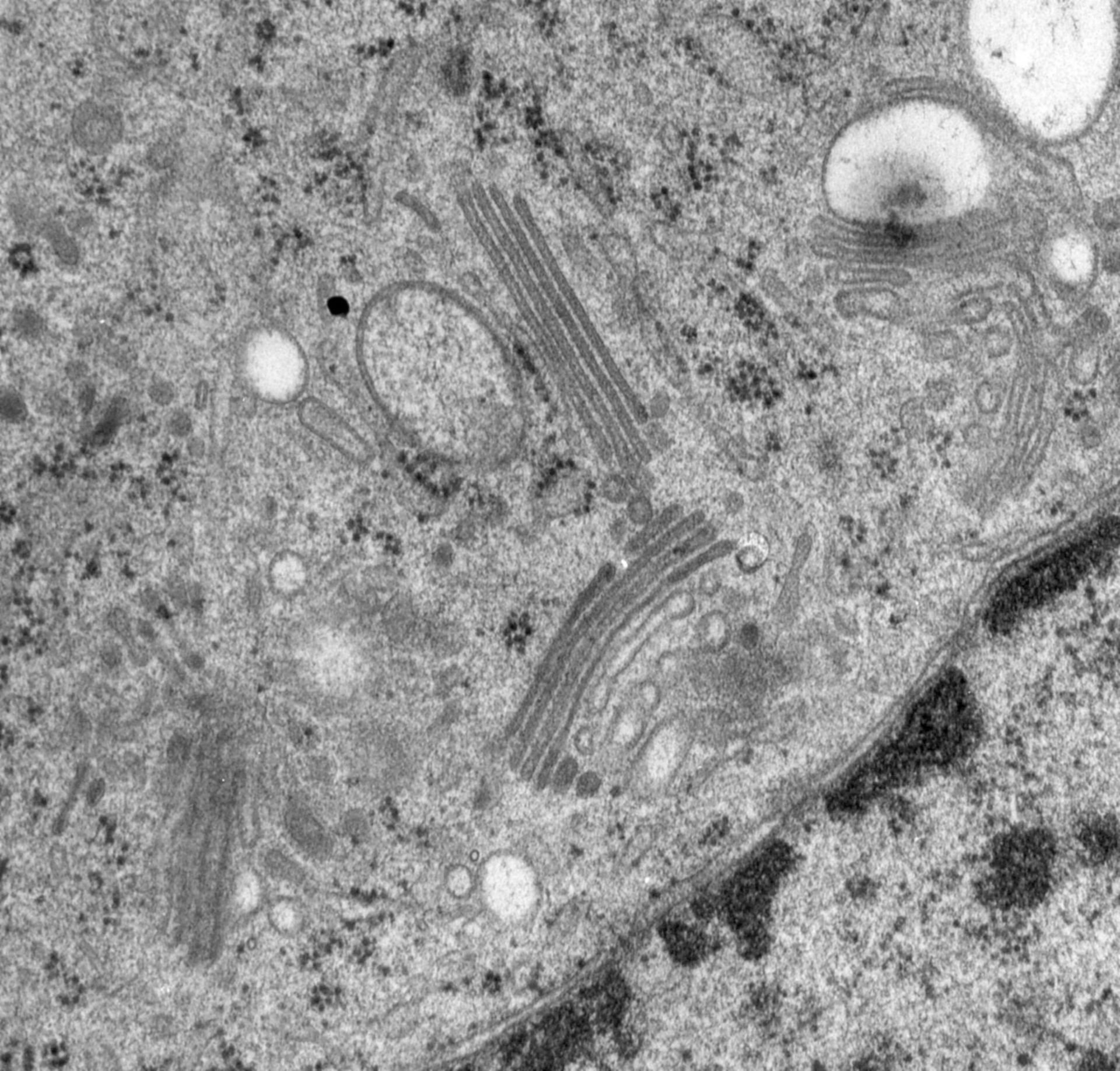 Rattus norvegicus (Golgi cisterna) - CIL:24771