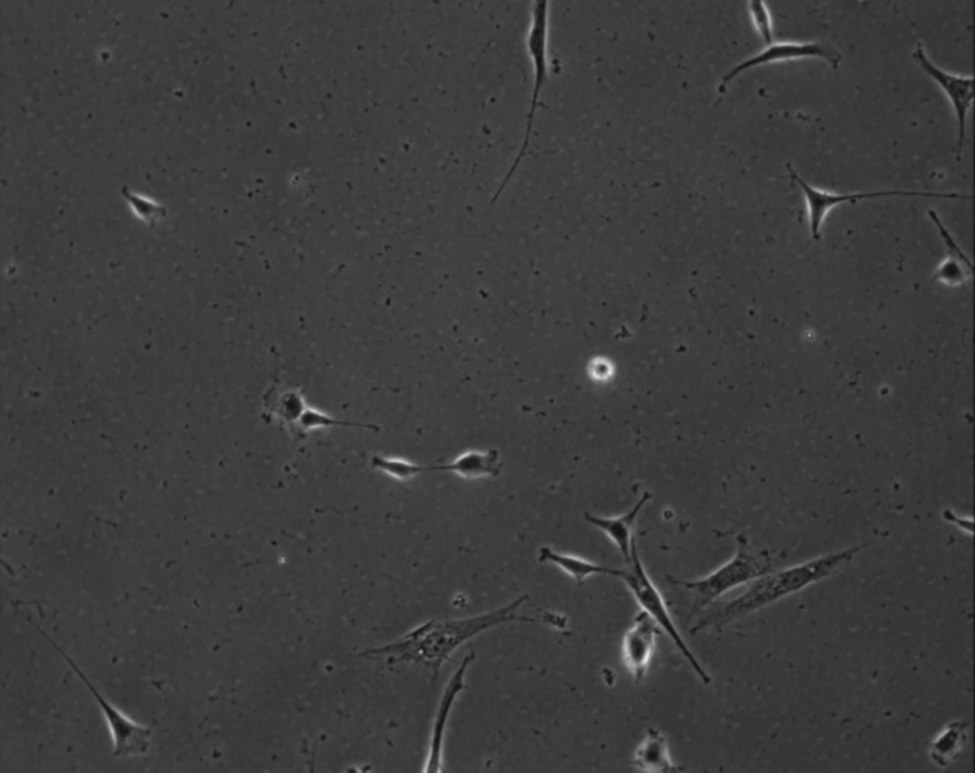 Mus musculus (Extracellular matrix part) - CIL:8884