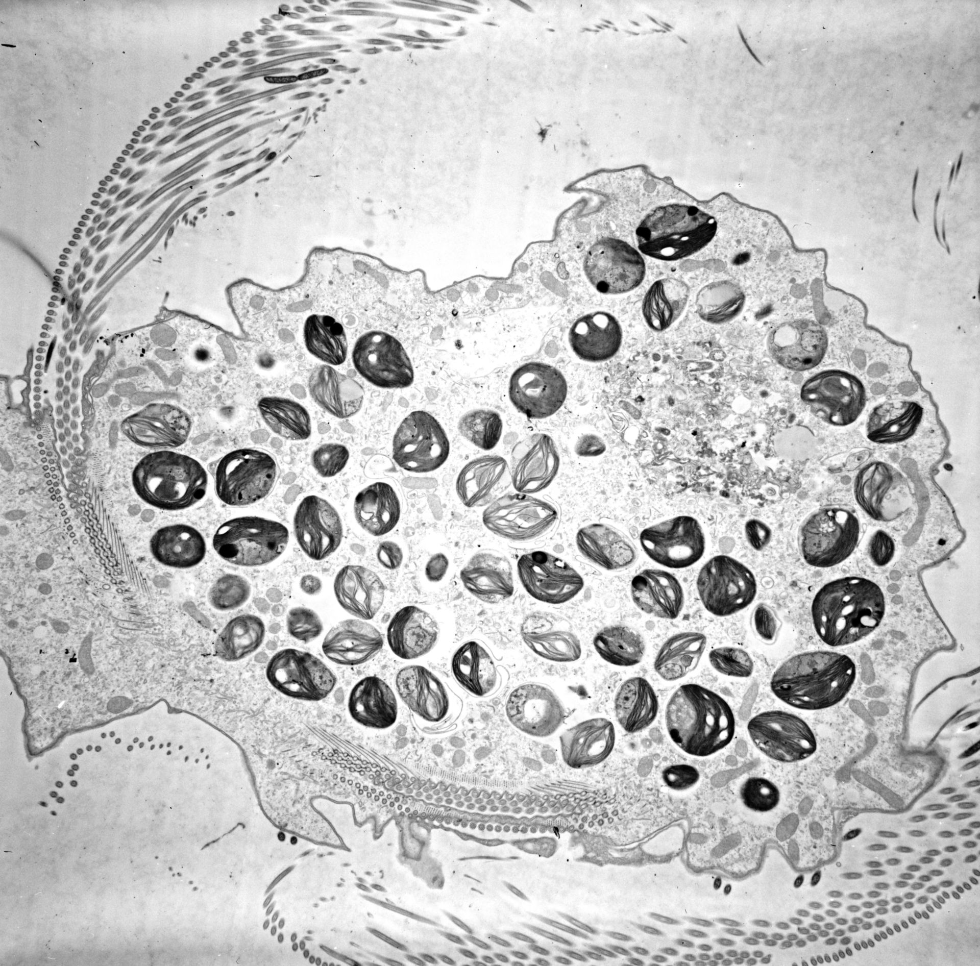 Chlorella (Cytoplasm) - CIL:25700