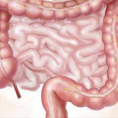 Enterozyt DocCheck Flexikon