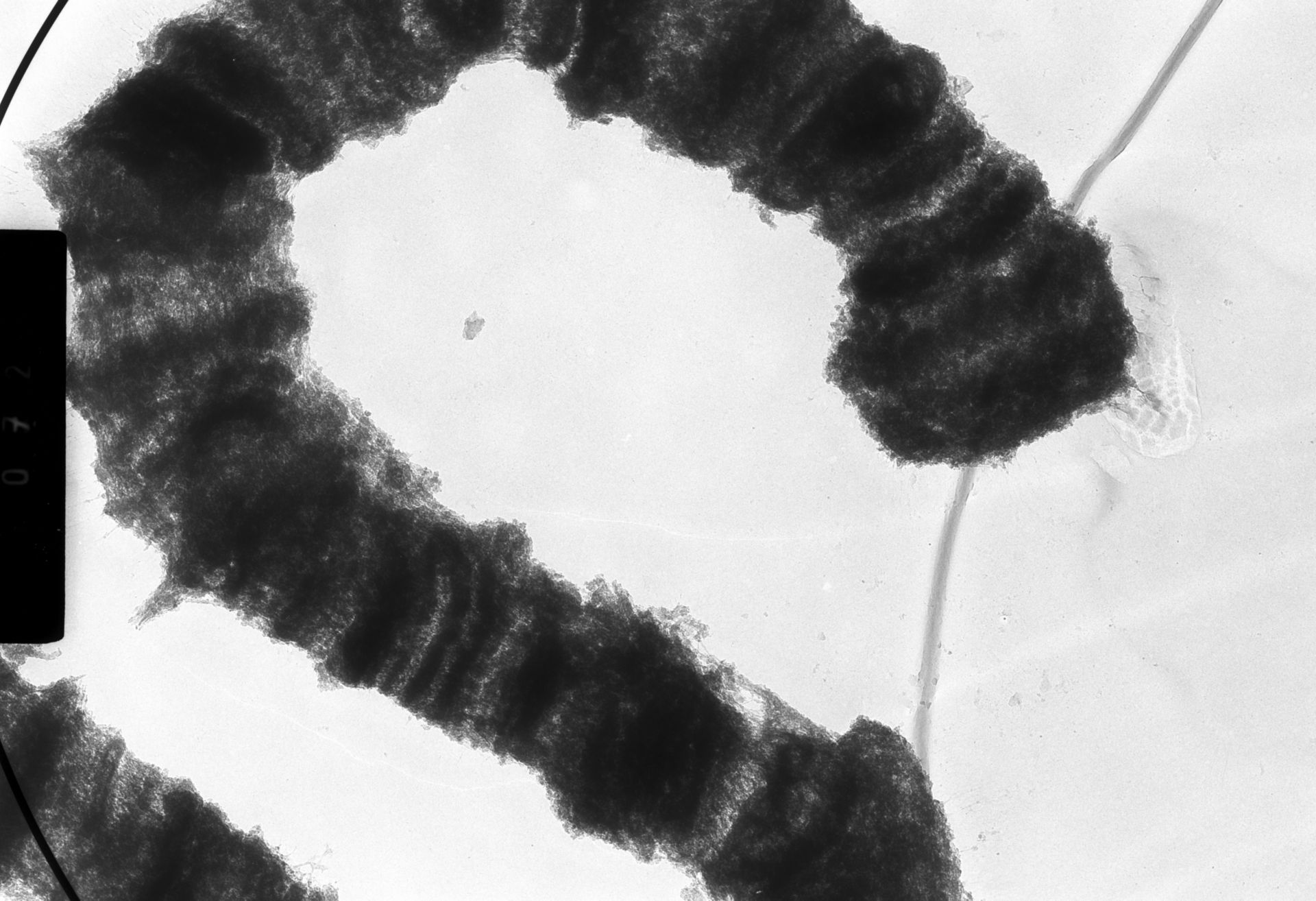 Drosophila melanogaster (Polytene chromosome) - CIL:25503