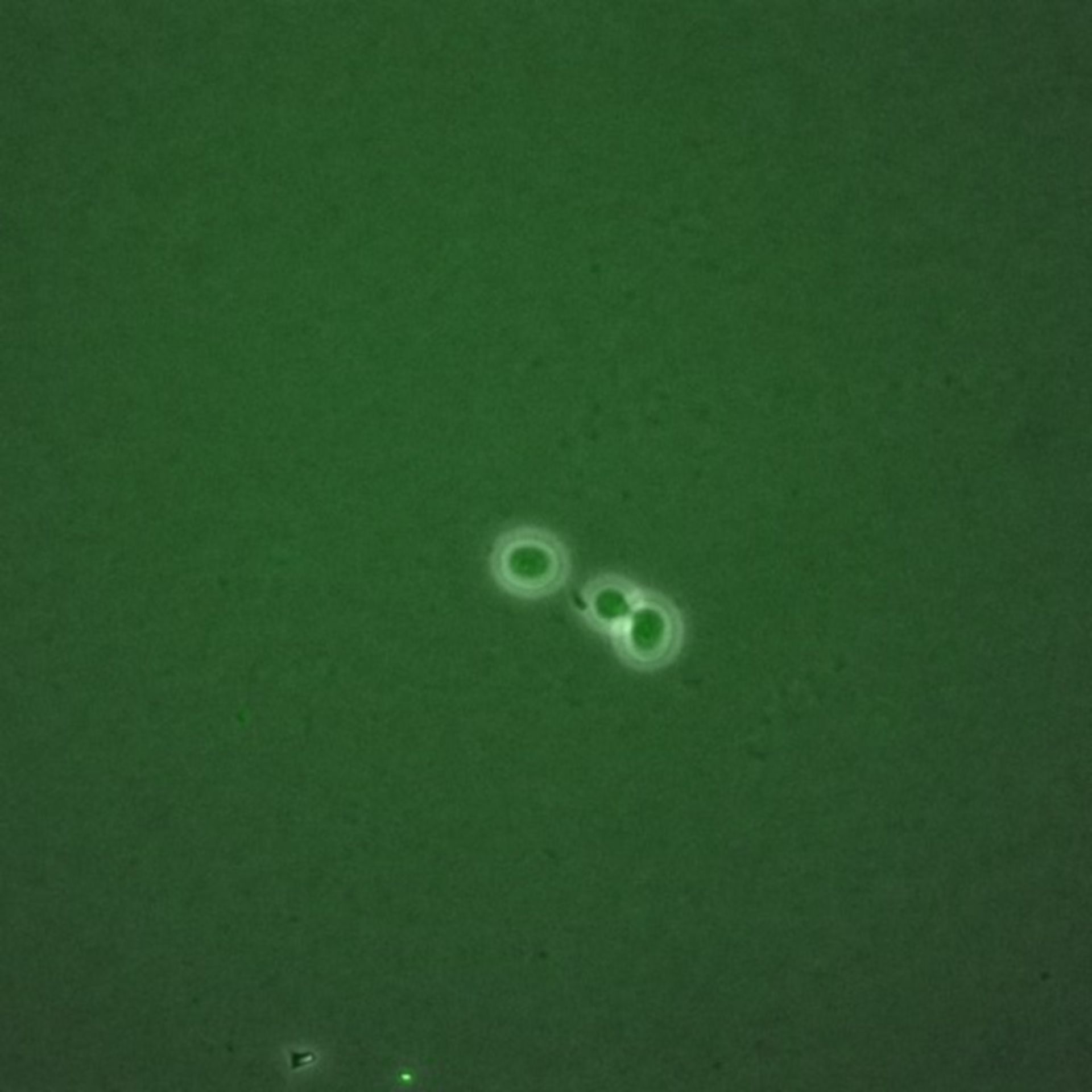 Saccharomyces cerevisiae (BUB2 protein) - CIL:35721