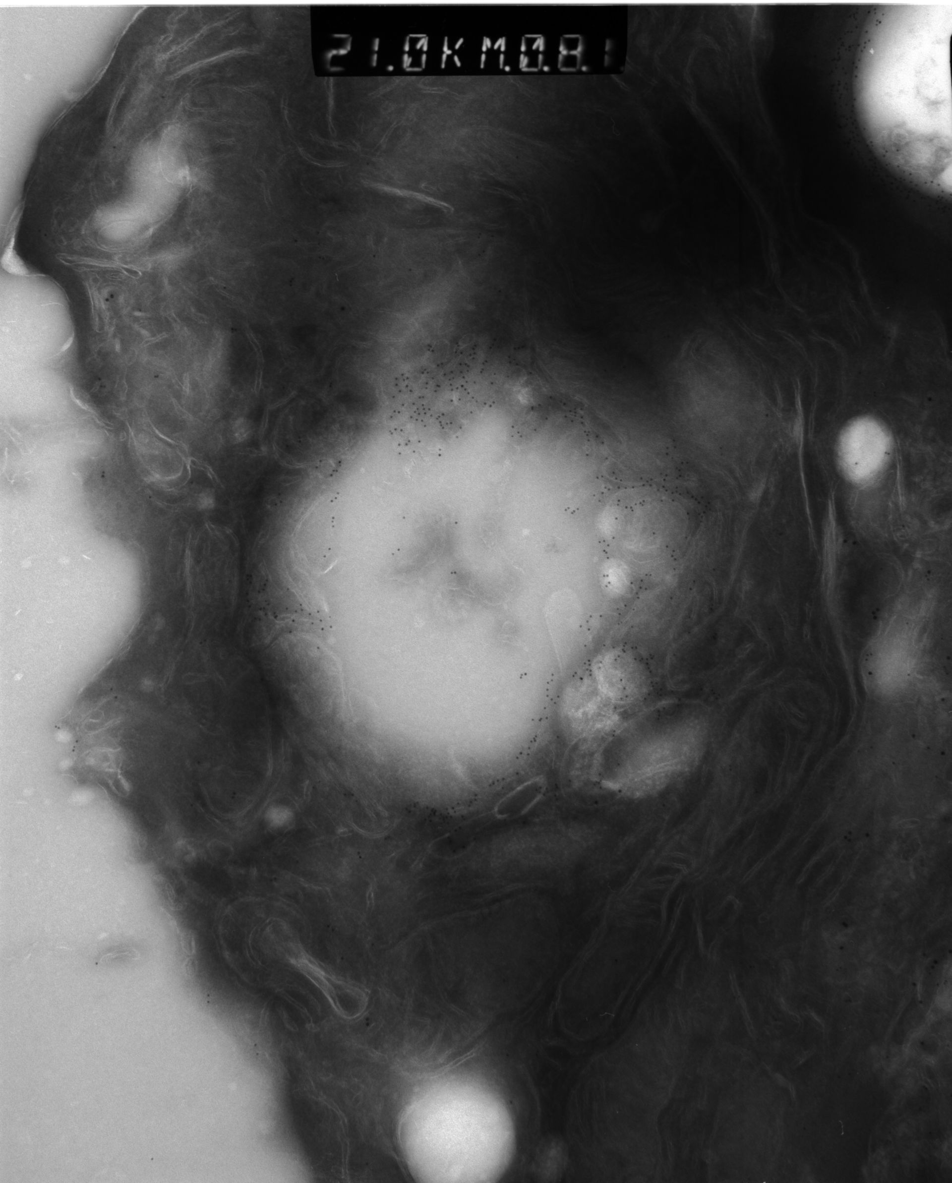 Rattus rattus (Mitochondrion) - CIL:38596