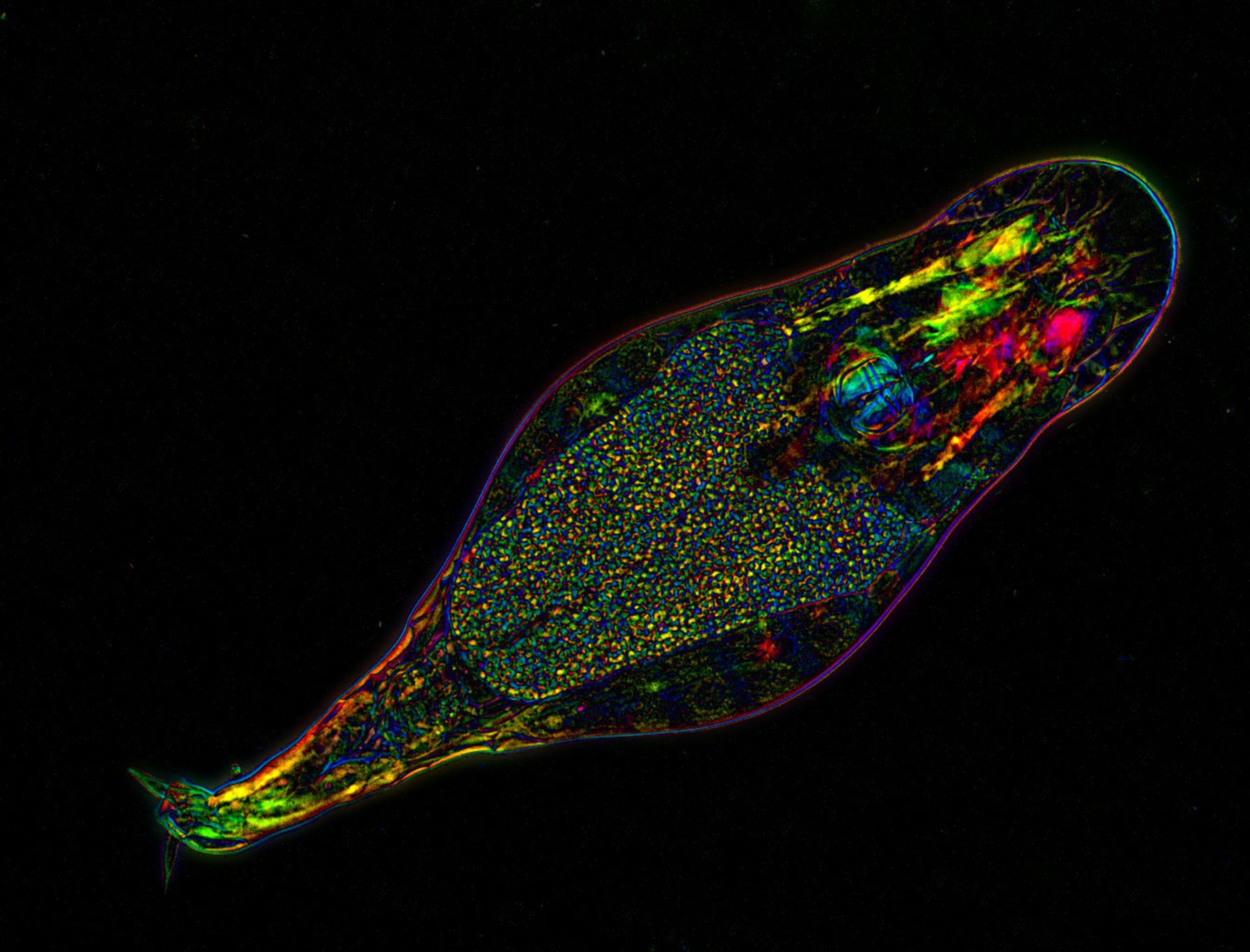 Image of the Week - June 20, 2016 - CIL:41670 - http://www.cellimagelibrary.org/images/41670