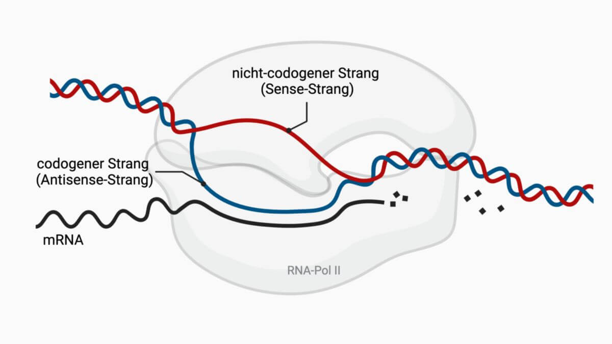 Matrizenstrang DocCheck Flexikon