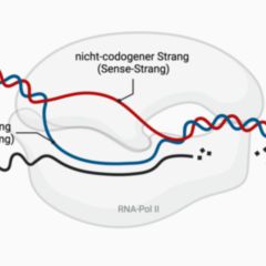 Nicht-codogener Strang - DocCheck Flexikon