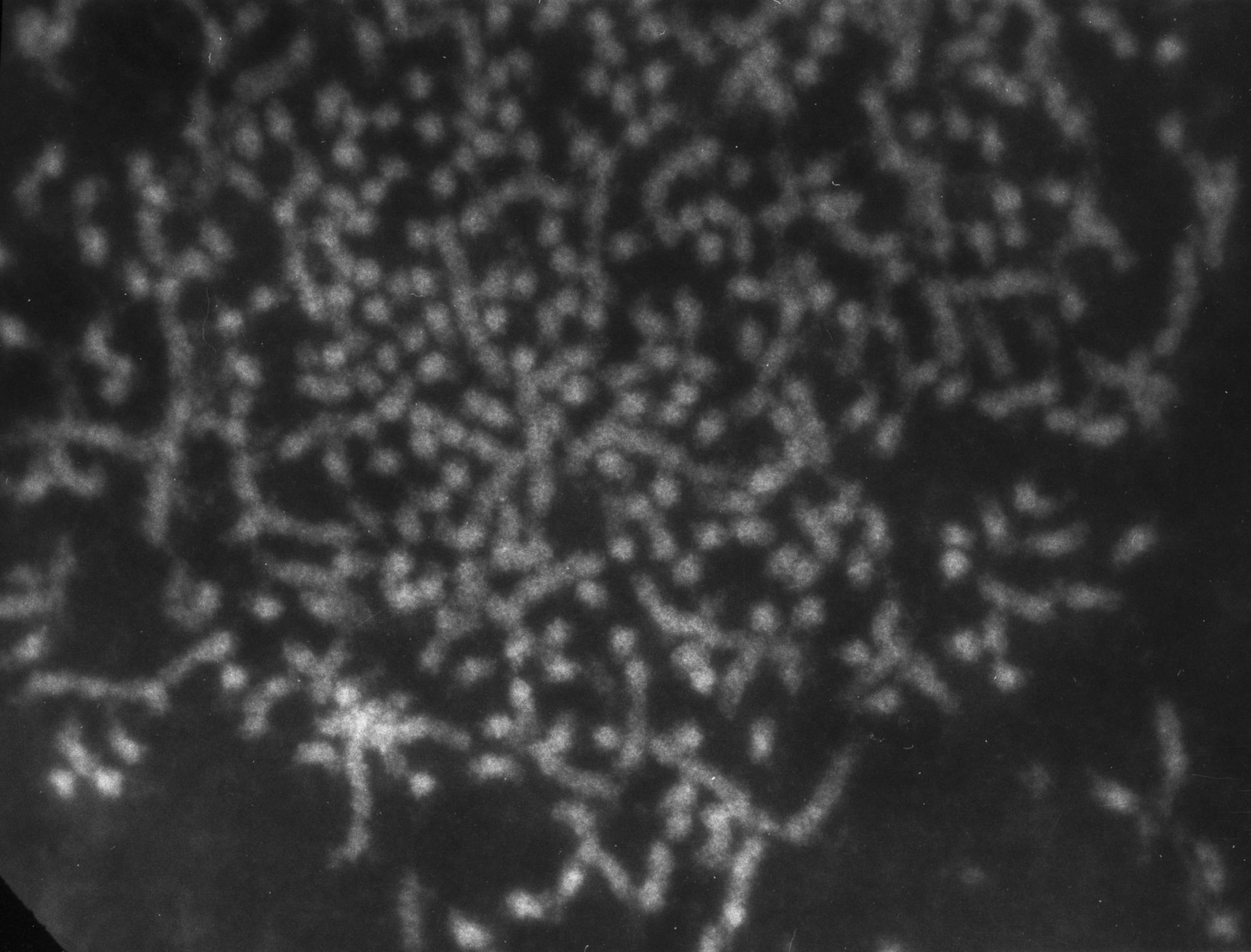 Patiria miniata (Nuclear chromatin) - CIL:754