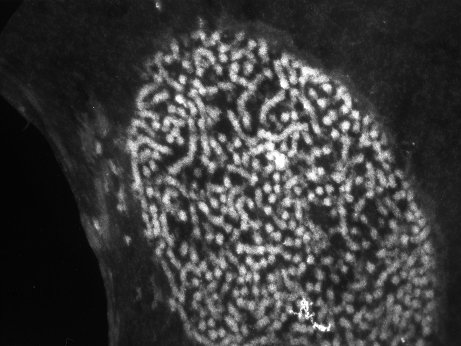 Patiria miniata (Nuclear chromatin) - CIL:775