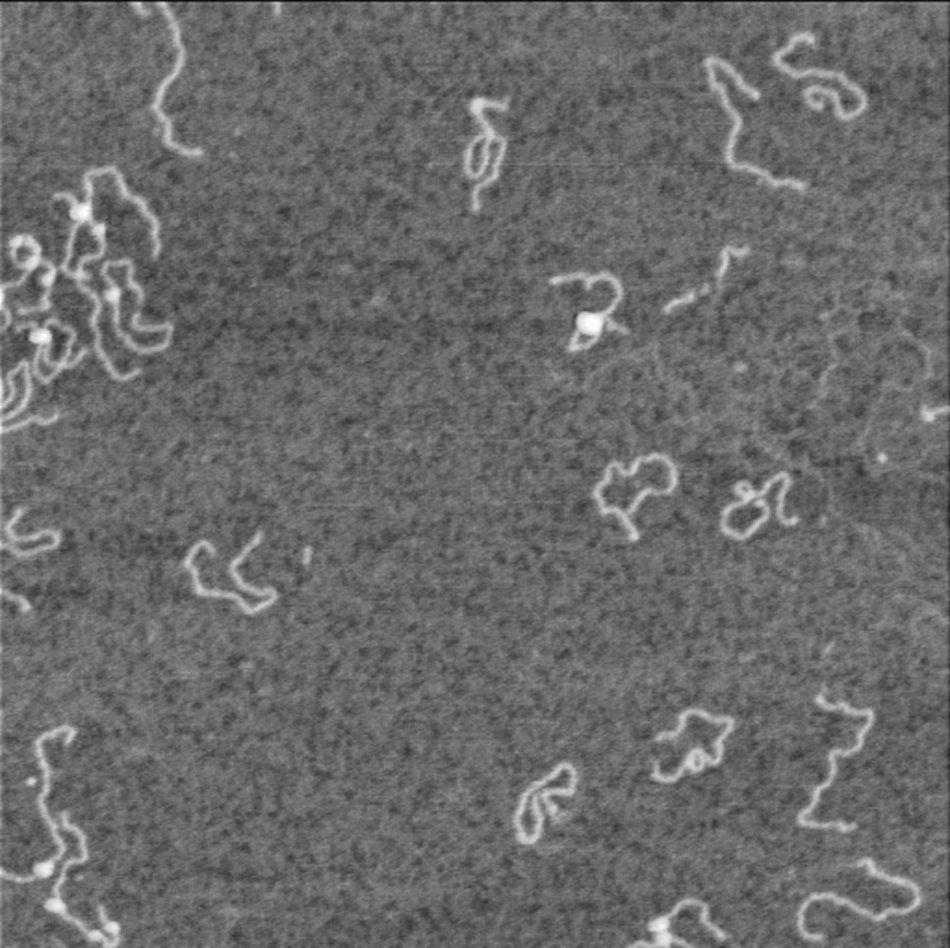 Homo sapiens (Nucleus) - CIL:7112