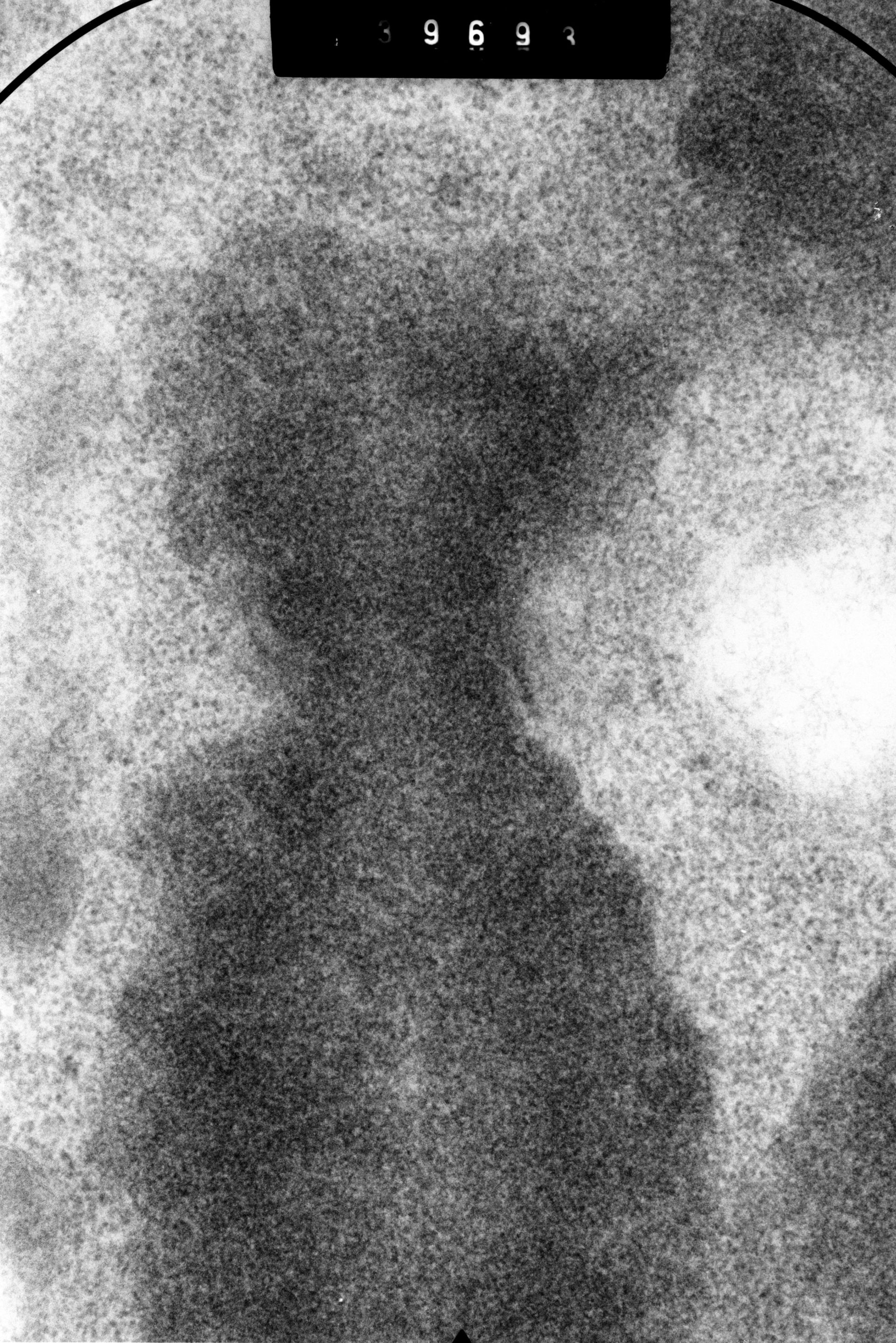 Cricetulus griseus (Kinetochore) - CIL:41452