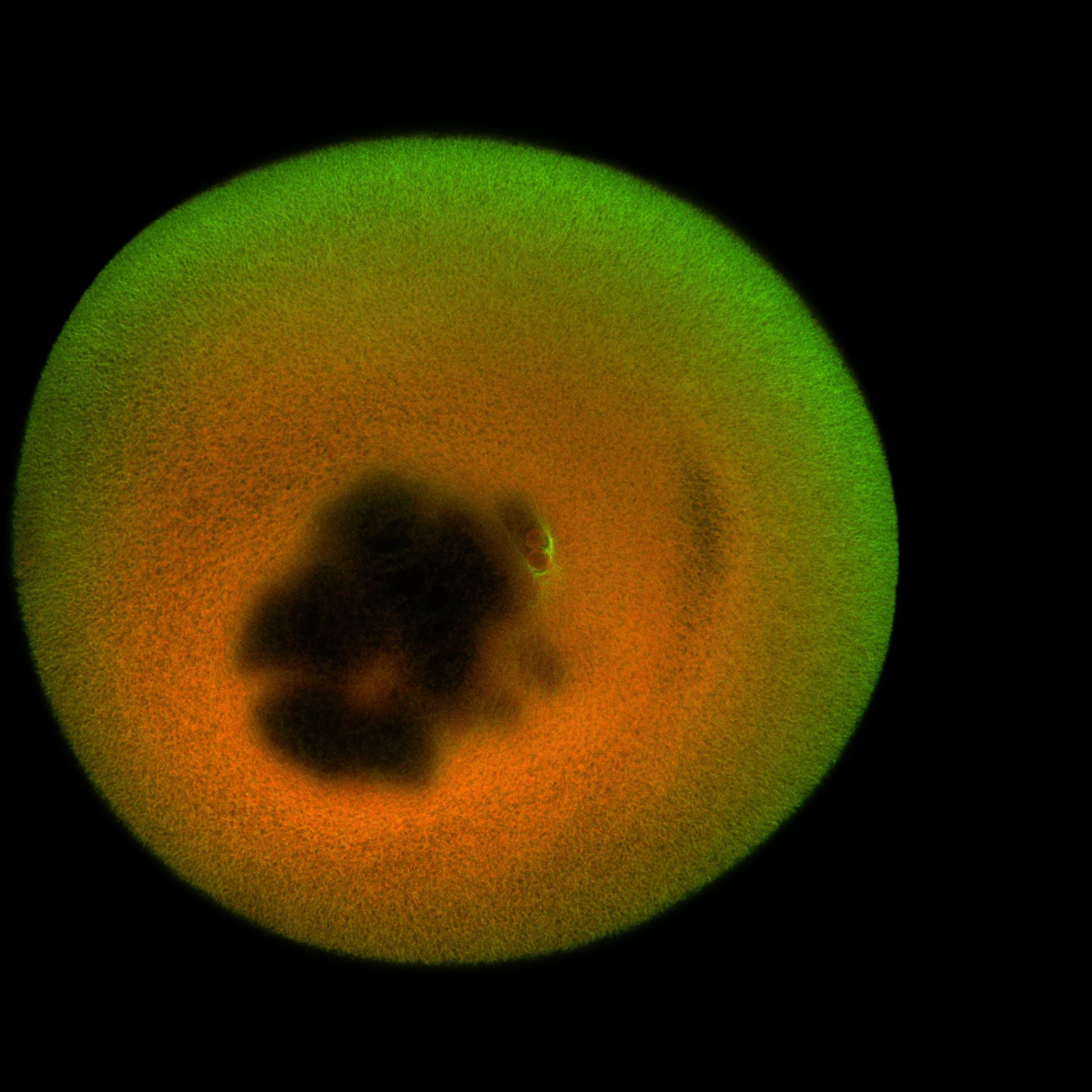 Xenopus laevis (DNA) - CIL:36524