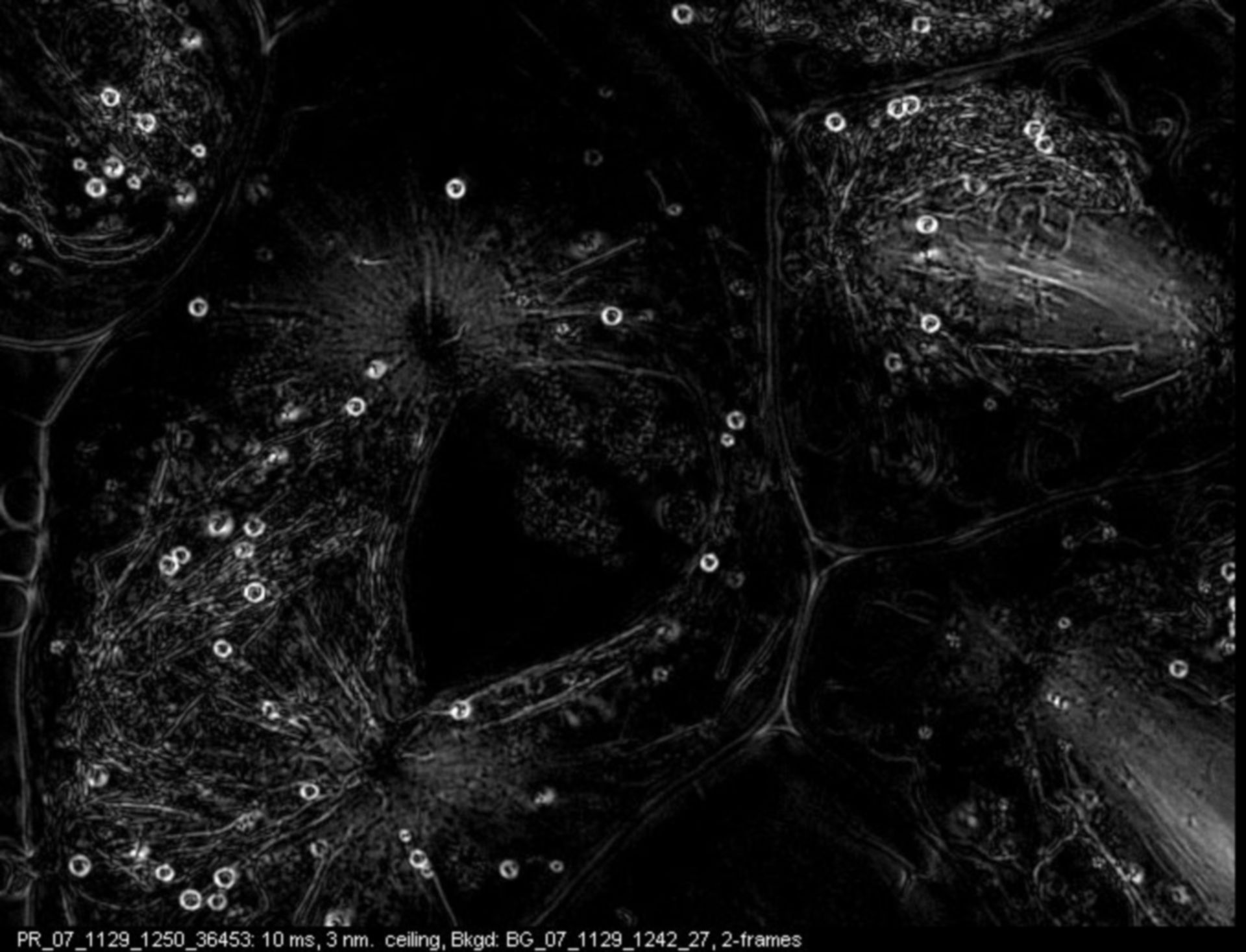 Nephrotoma suturalis (Nuclear chromosome) - CIL:12025