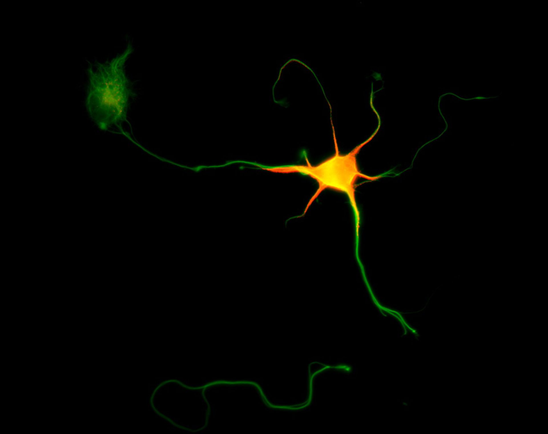 Rattus (Dendrite) - CIL:8467